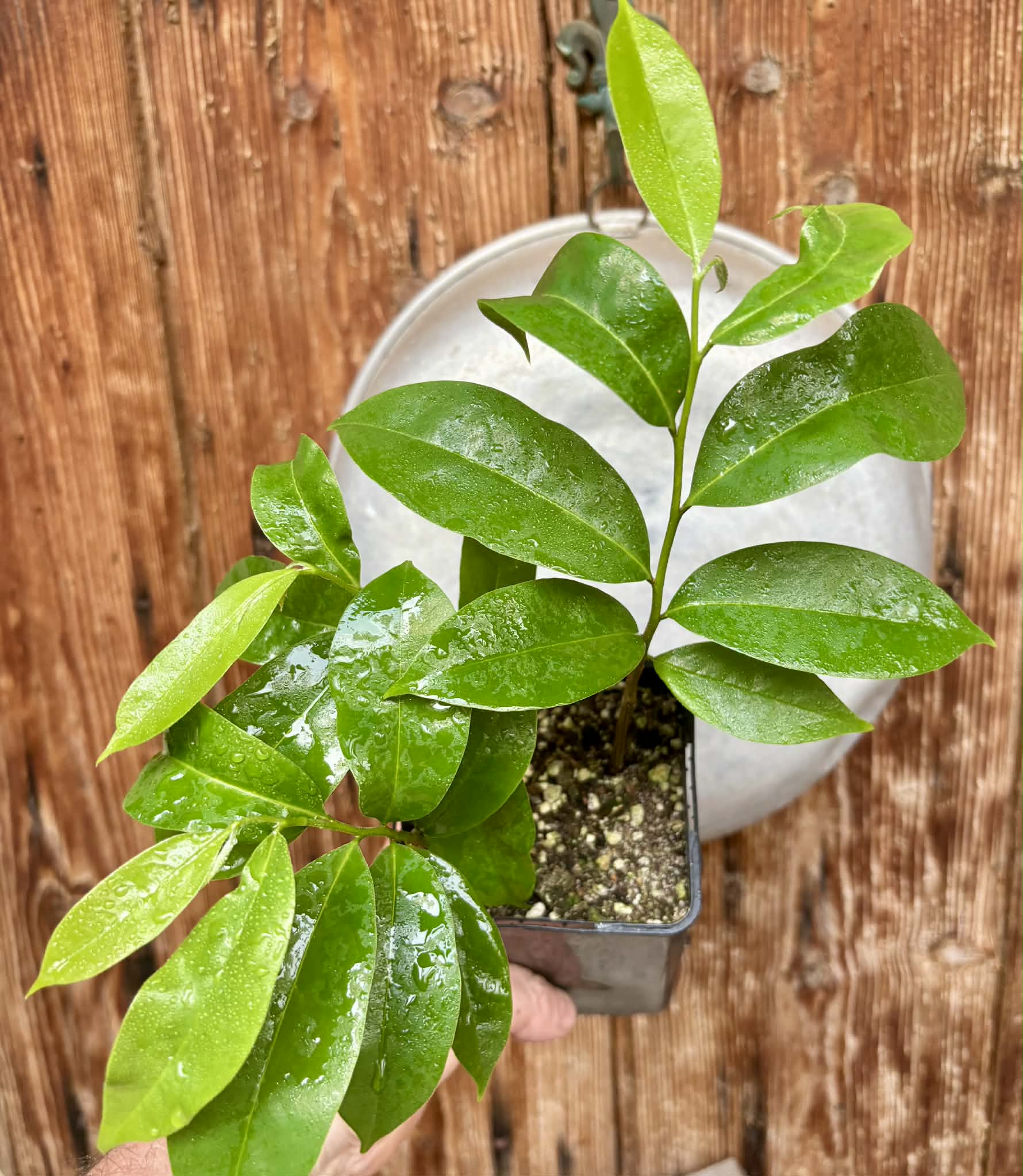 3 in 1 pot - Annona muricata - Soursop / Stachelannone - 3 seedlings in one pot / 3 Sämlinge in einem Topf 
