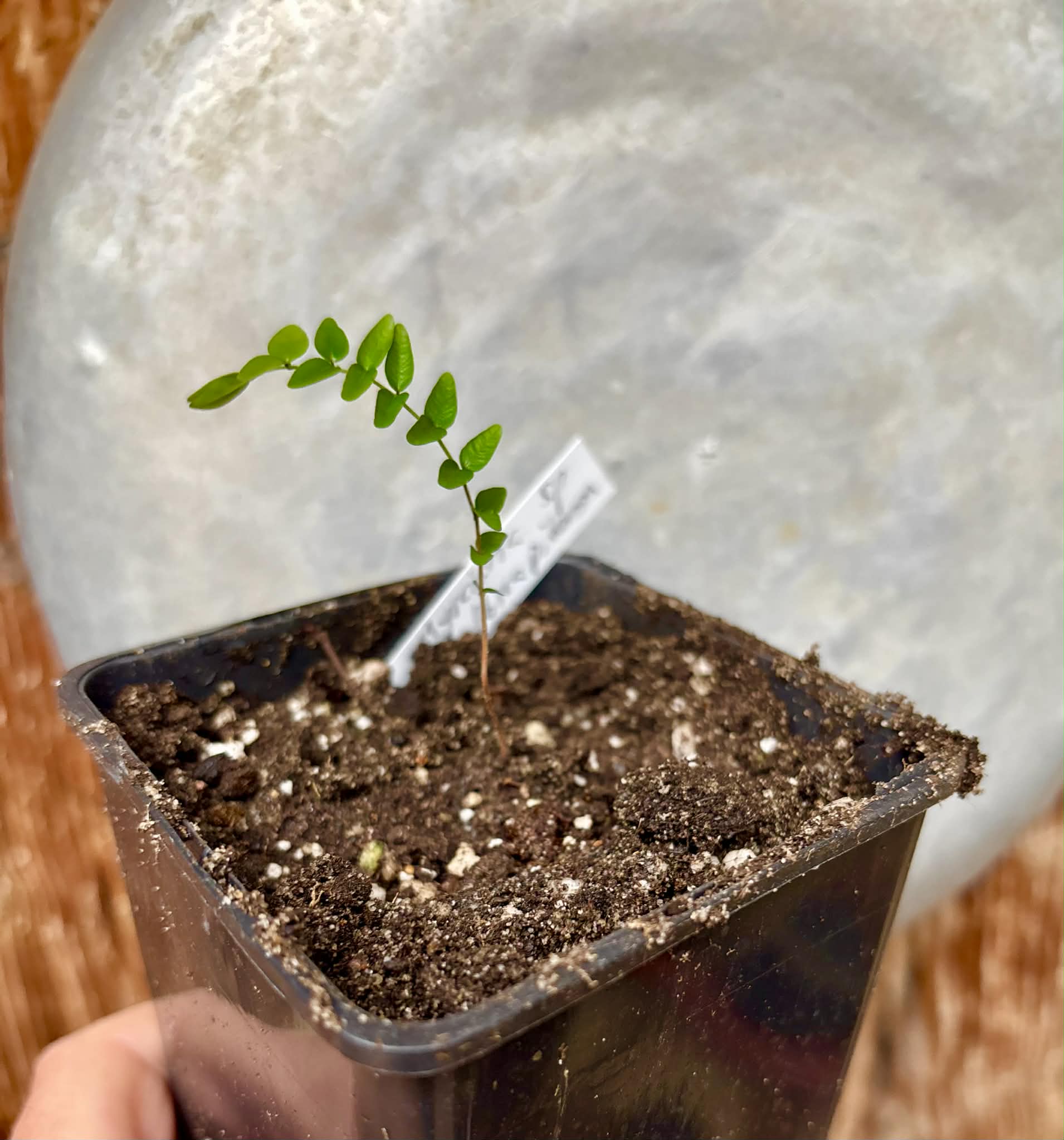 Myrciaria sp Ibirapitanga -  1 potted seedling / 1 getopfter Sämling