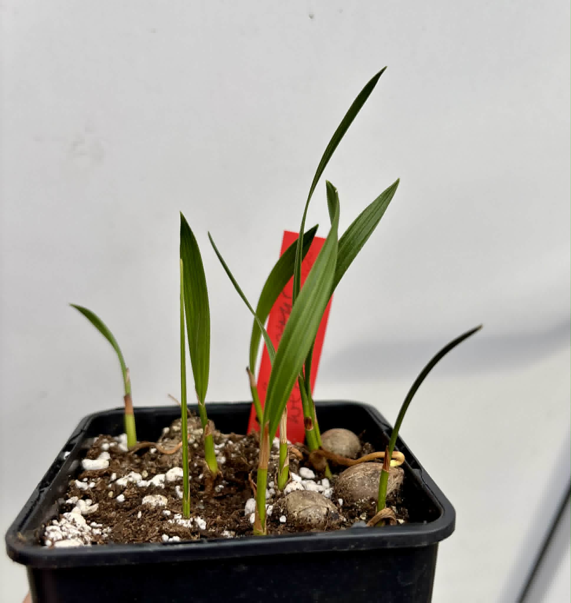 7 in 1 pot - Coco de Raposa (Syagrus werdermannii) -  7 seedlings in one pot / 7 Sämlinge in einem Topf
