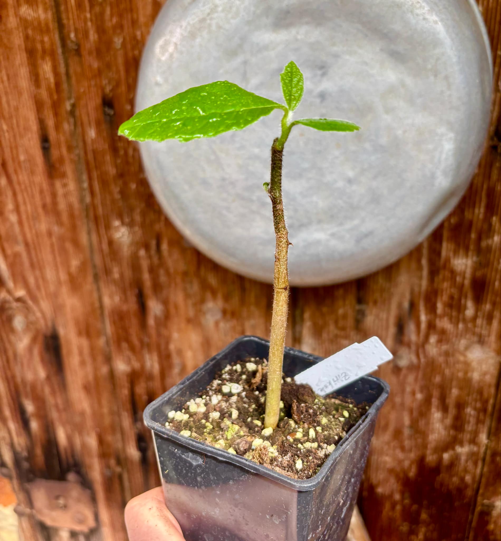 Zirikote (Cordia dodecandra) - 1 small potted seedling / 1 kleiner, getopfter Sämling