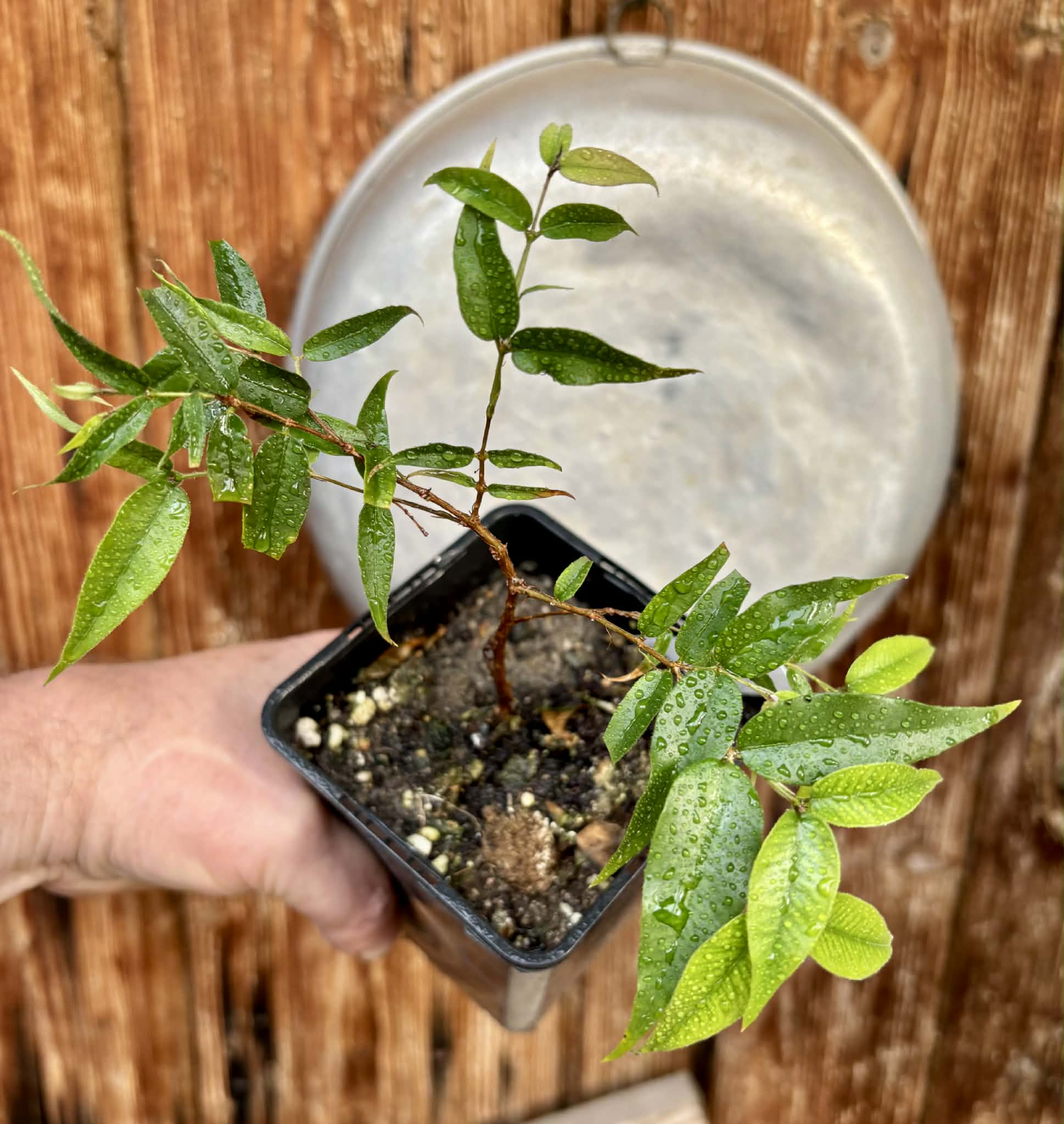 Jaboticaba - Plinia sp Rajada Cabo longo verde -  1 potted seedling / 1 getopfter Sämling