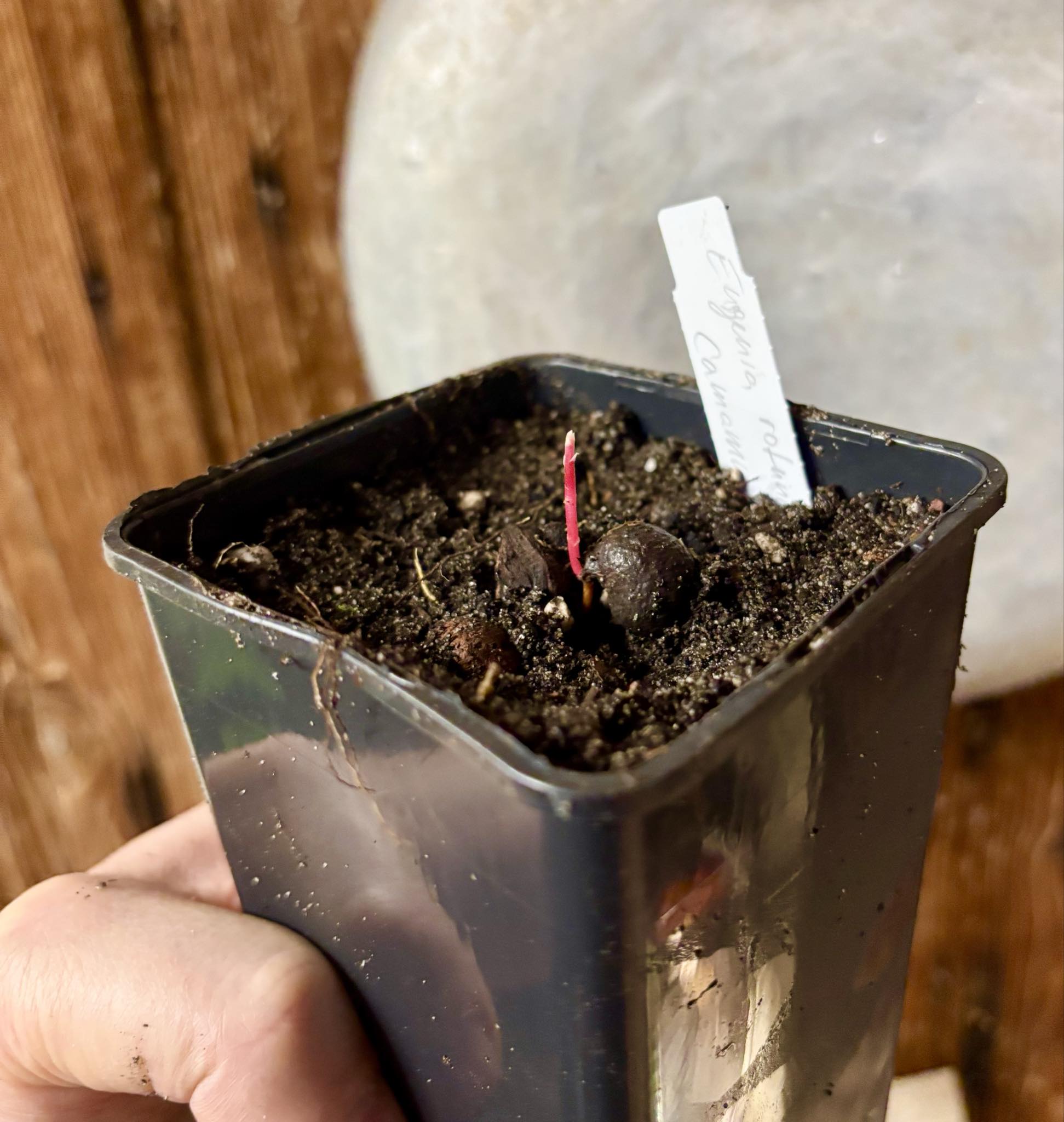 Eugenia rotundifolia var. Camamu - 1 potted seedling / 1 getopfter Sämling