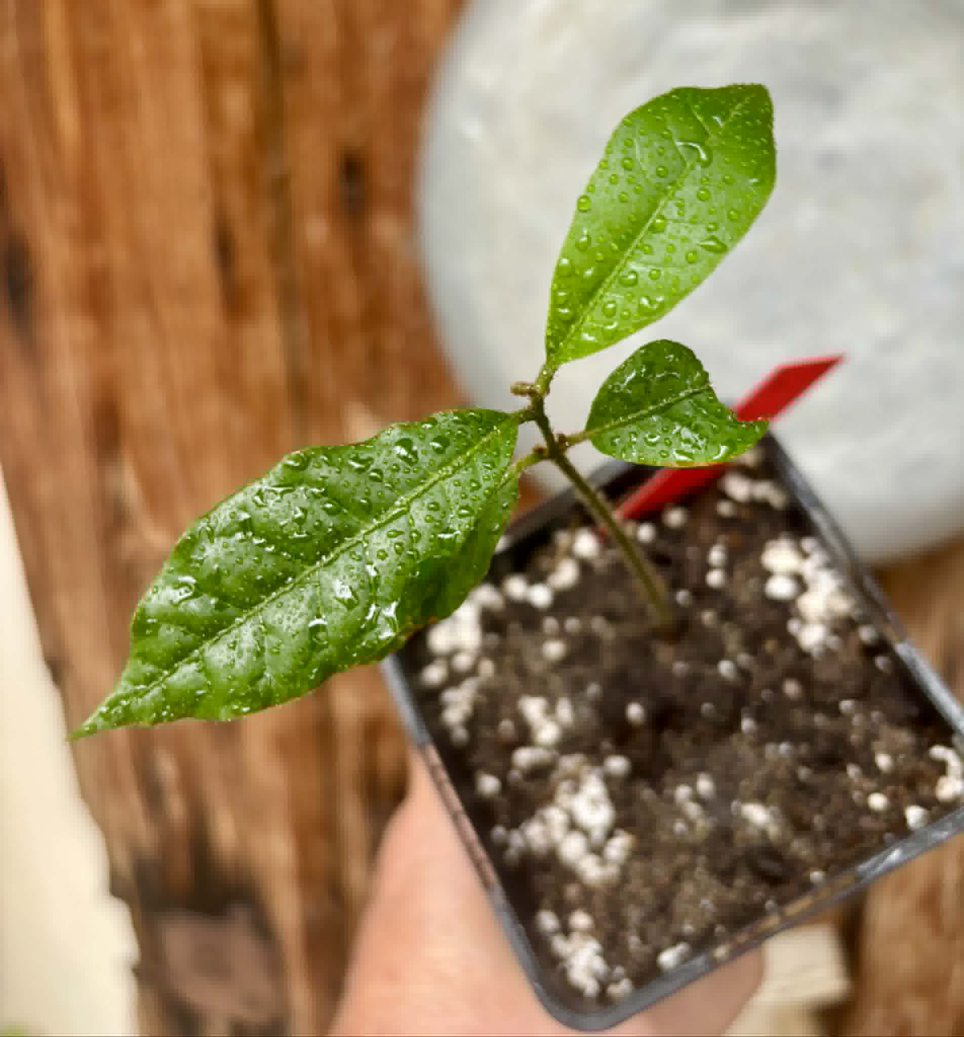 last plant - Goiapeba - Chrysophyllum sp Sao Joao - 1 potted seedling / 1 getopfter Sämling