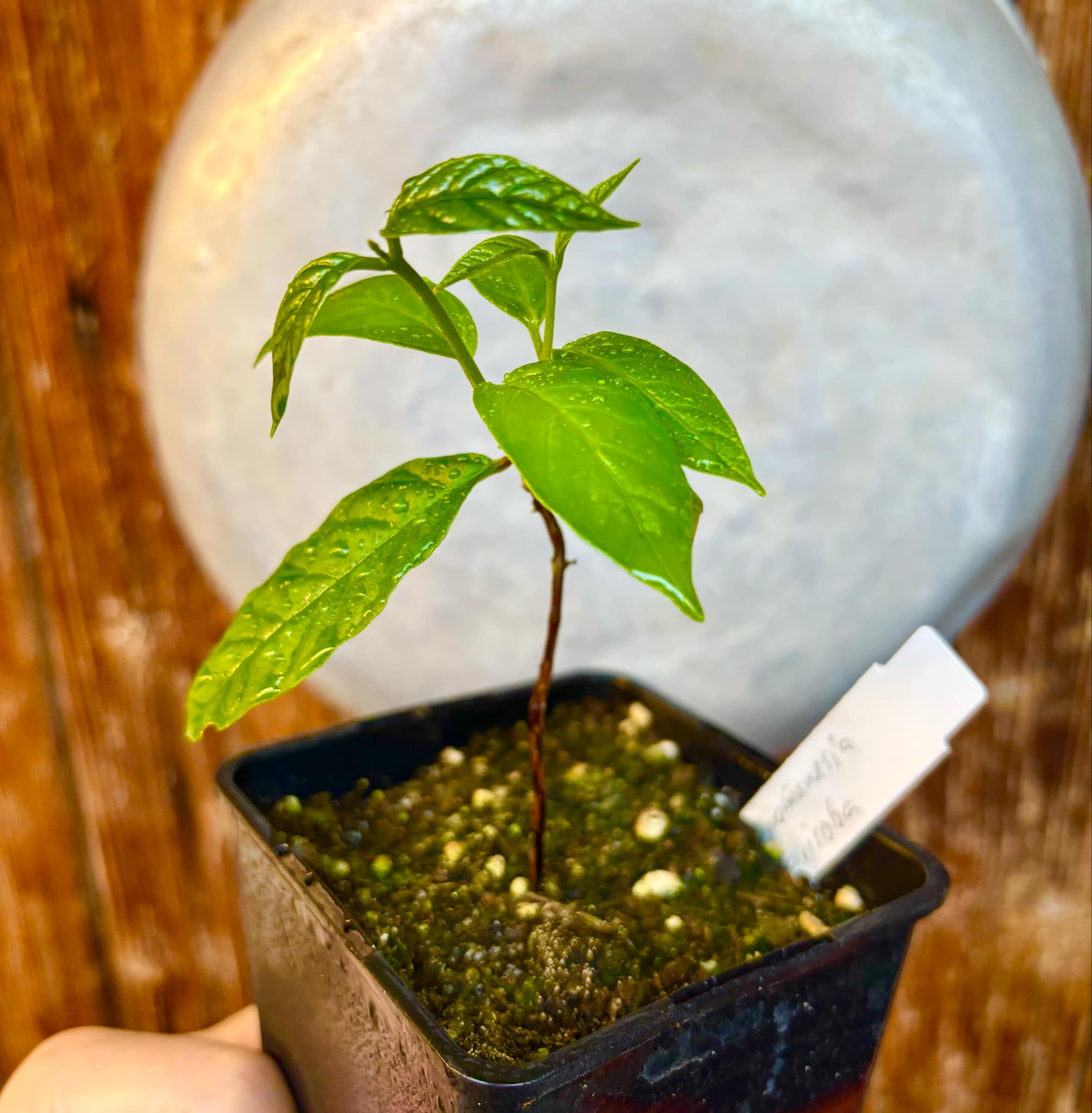 Guabiroba (Campomanesia guaviroba) - 1 potted plant / 1 getopfte Pflanze