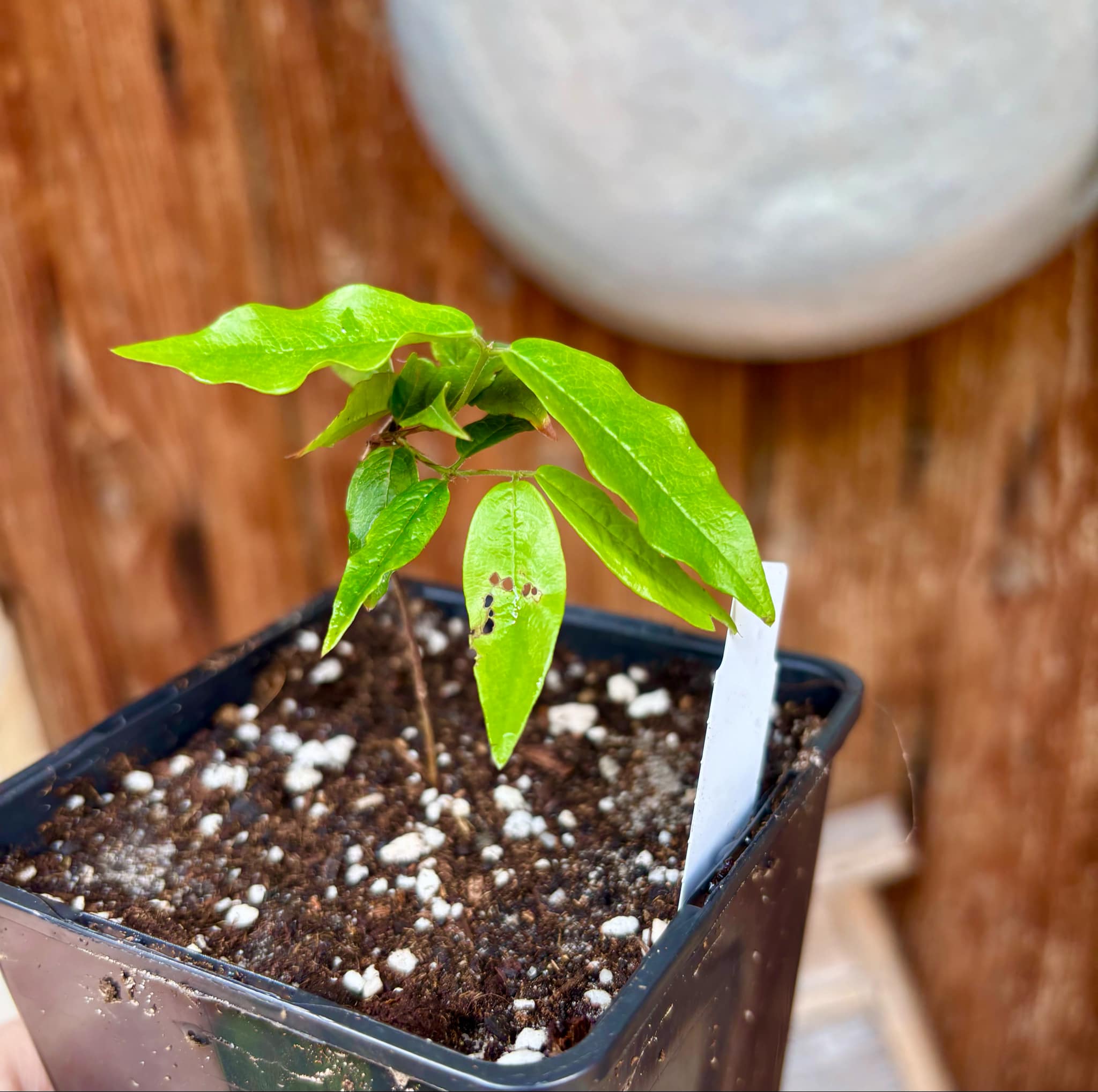 Red Hybrid Jaboticaba (Plinia cauliflora x aureana) - 1 potted plant / 1 getopfte Pflanze