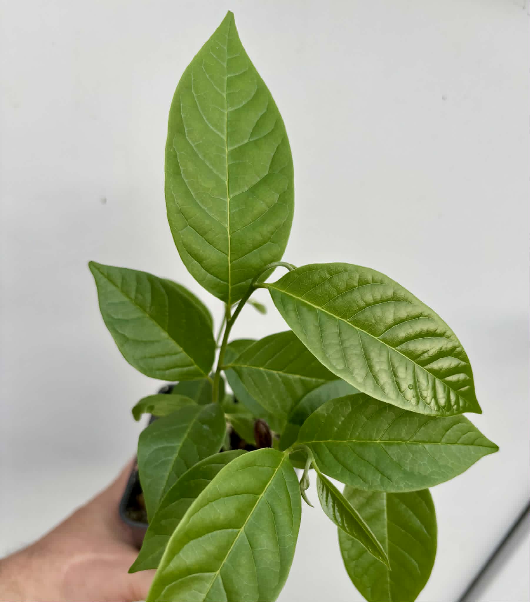 4 in 1 pot - Annona reticulata var Orange- 4 seedlings in one pot / 4 Sämlinge in einem Topf