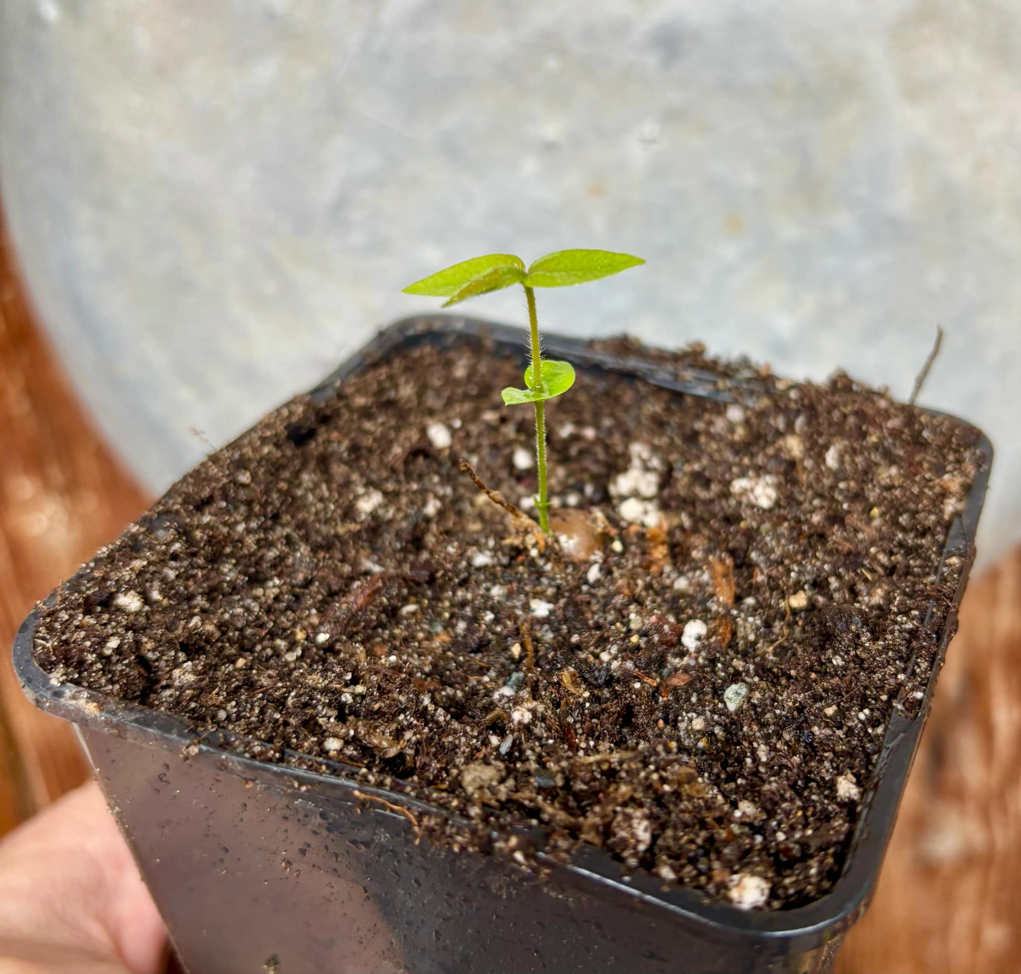 Myrciaria sp Cabeludinha preta (Blue Glomerata) - 1 small pottet seedling / 1 kleiner, getopfter Sämling Myrciaria sp Cabeludinha preta (Blue Glomerata) - 1 small pottet seedling / 1 kleiner, getopfter Sämling