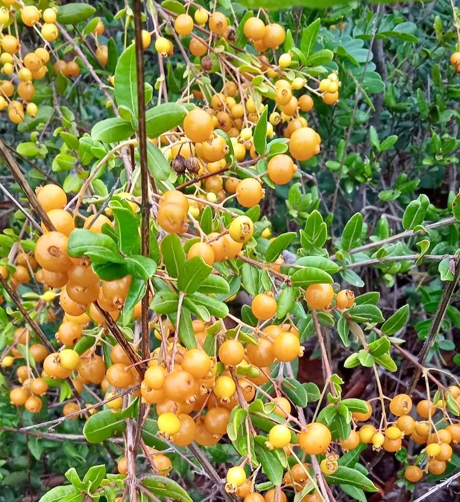 Guamirim amarelo (Calyptranthes sp) - potted plant / getopfte Pflanze