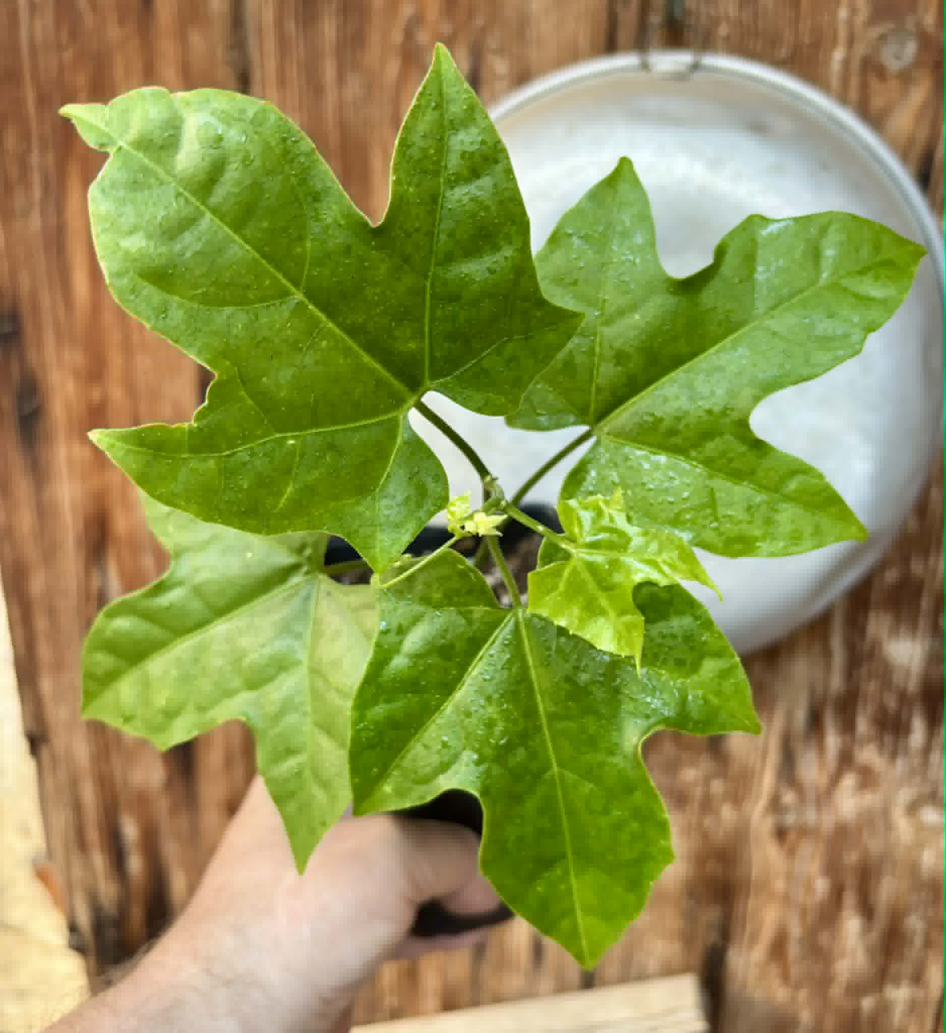 Psiguria umbrosa - 1 potted seedling / 1 getopfter Sämling