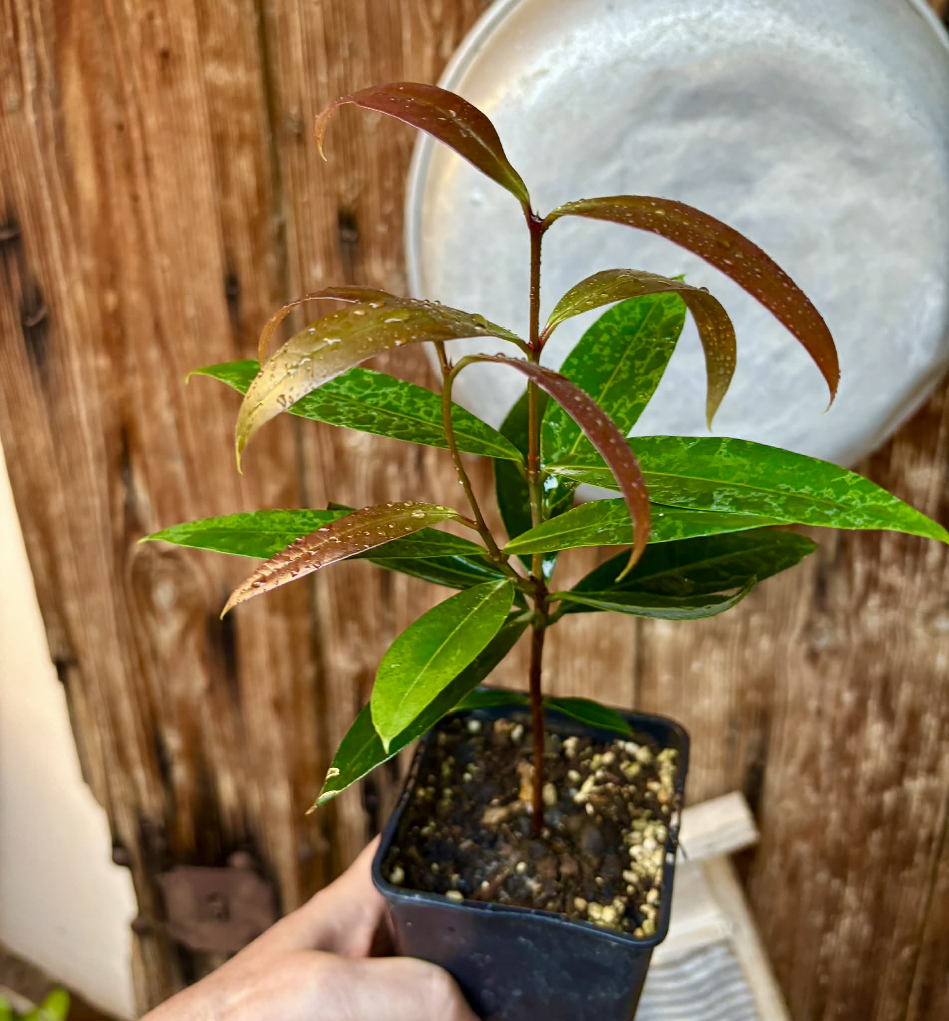 Eugenia sp Jambo da Mata -  1  potted seedling / 1 getopfter Sämling