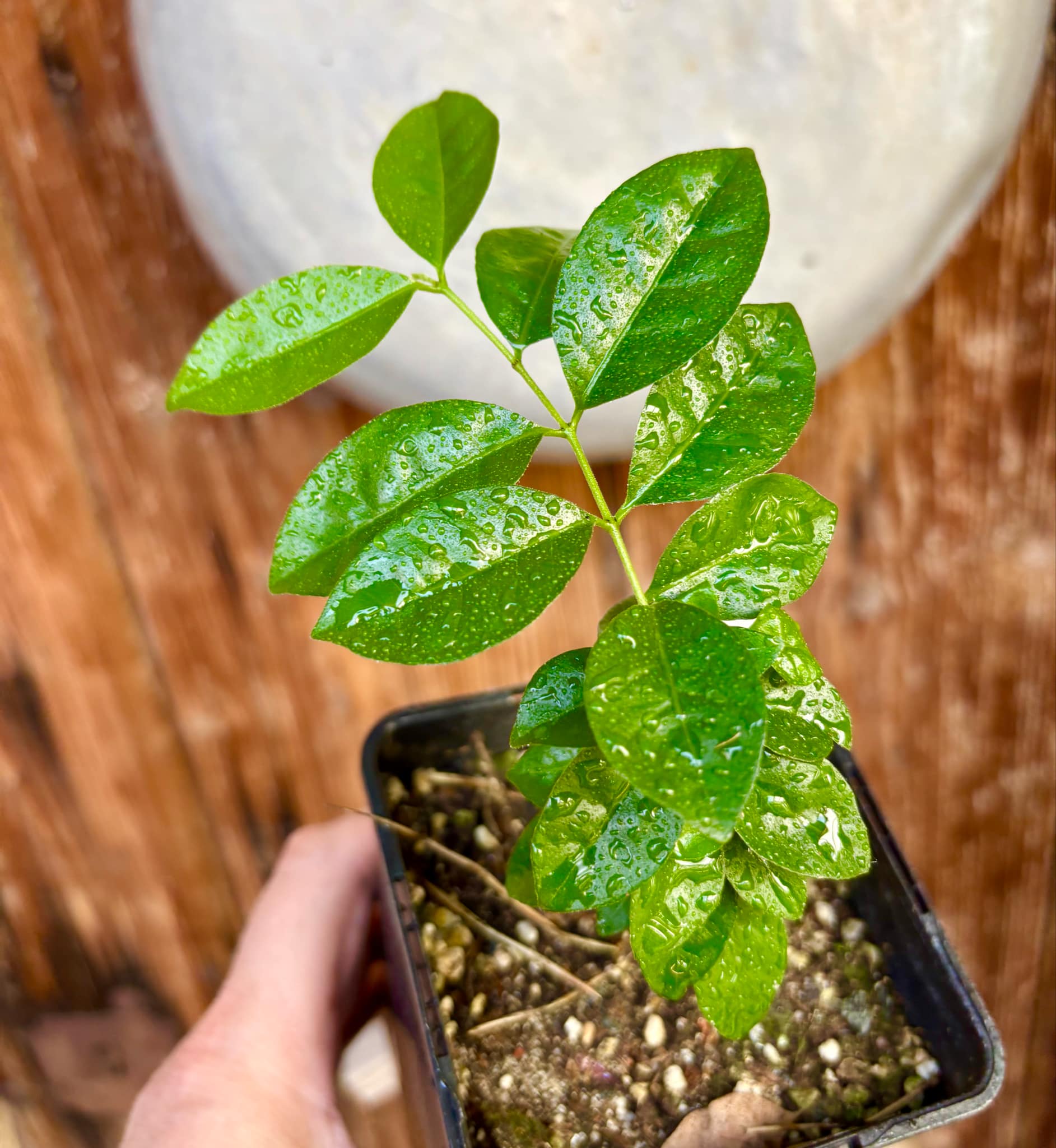 Purple Forest Guave - Psidium myrtoides  - 1 small potted seedling / 1 kleiner, getopfter Sämling