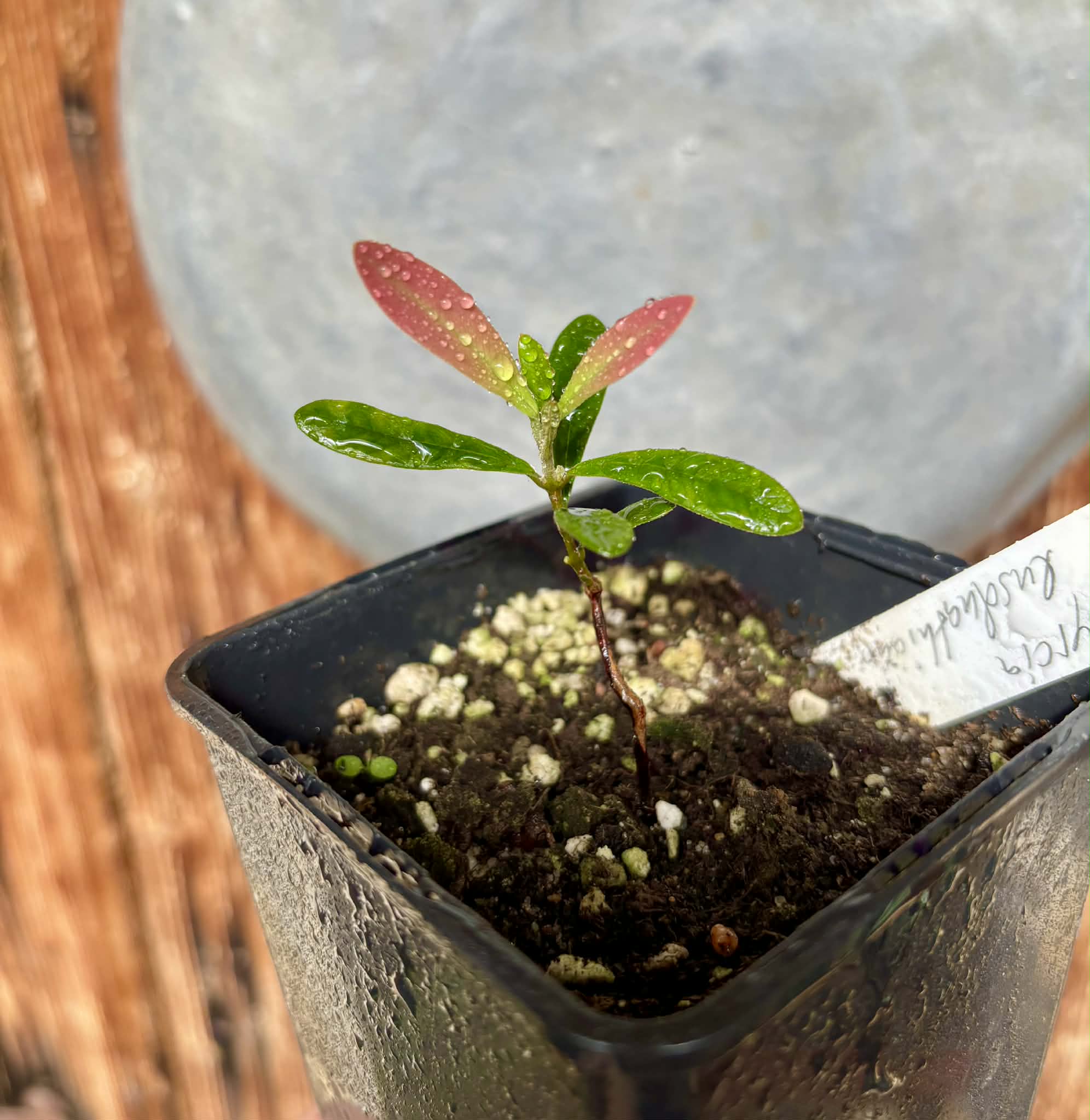 Myrcia luschnathiana -  1 potted seedling / 1 getopfter Sämling
