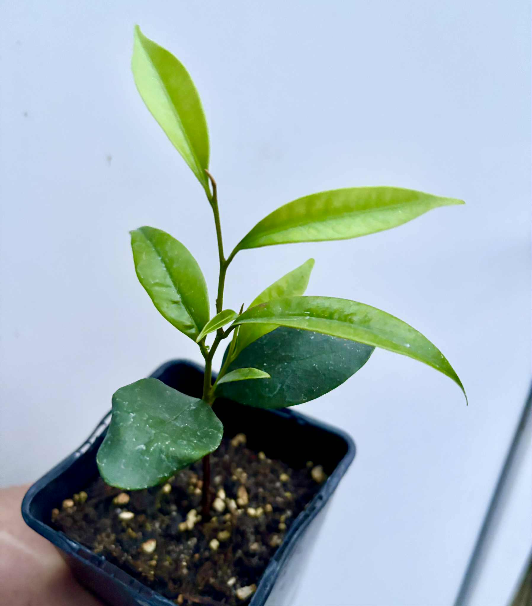 Diploon cuspidatum  -  1 potted seedling / 1 getopfter Sämling