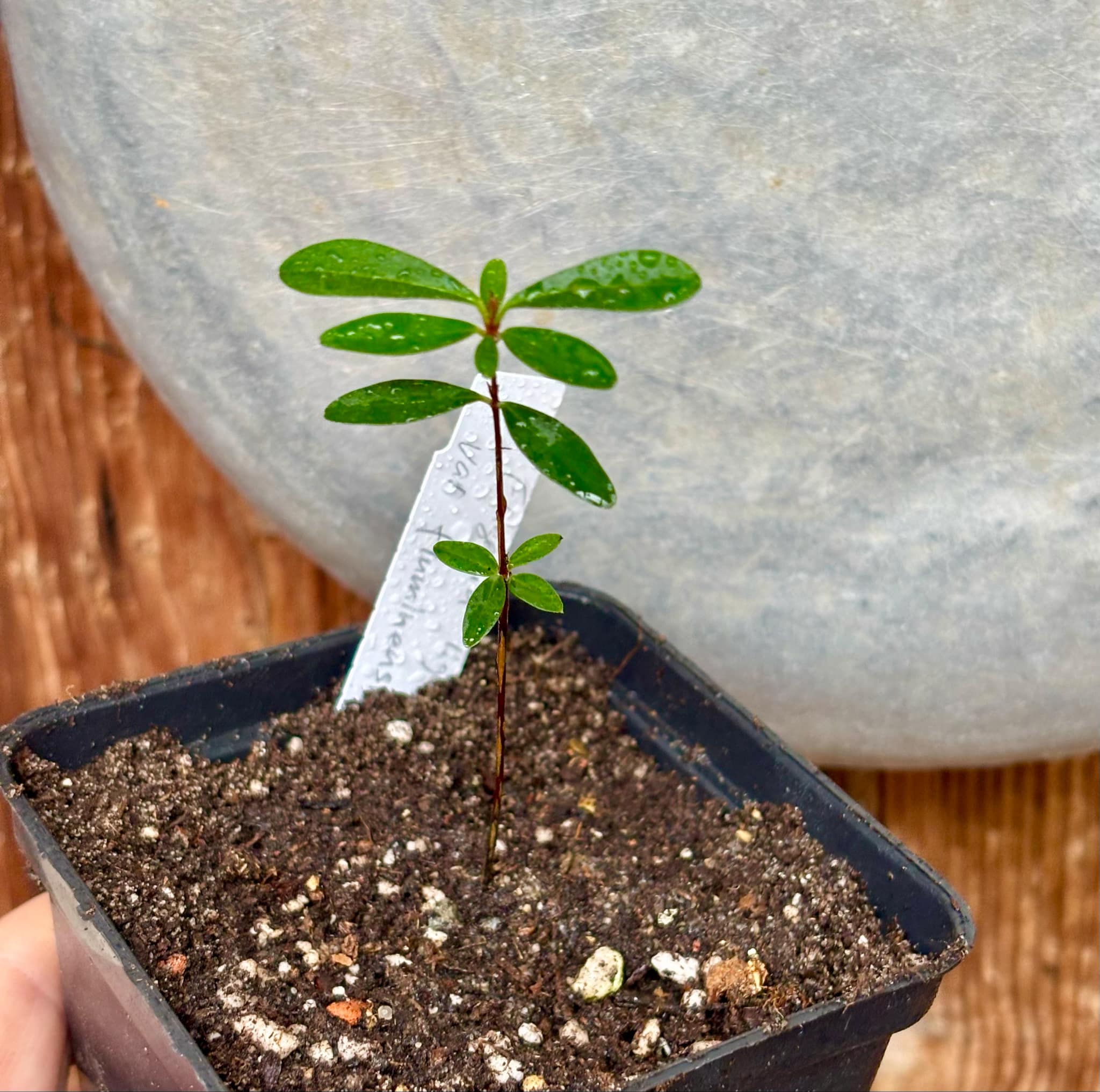 Eugenia ligustrina var. fluminensis - 1 potted seedling / 1 getopfter Sämling