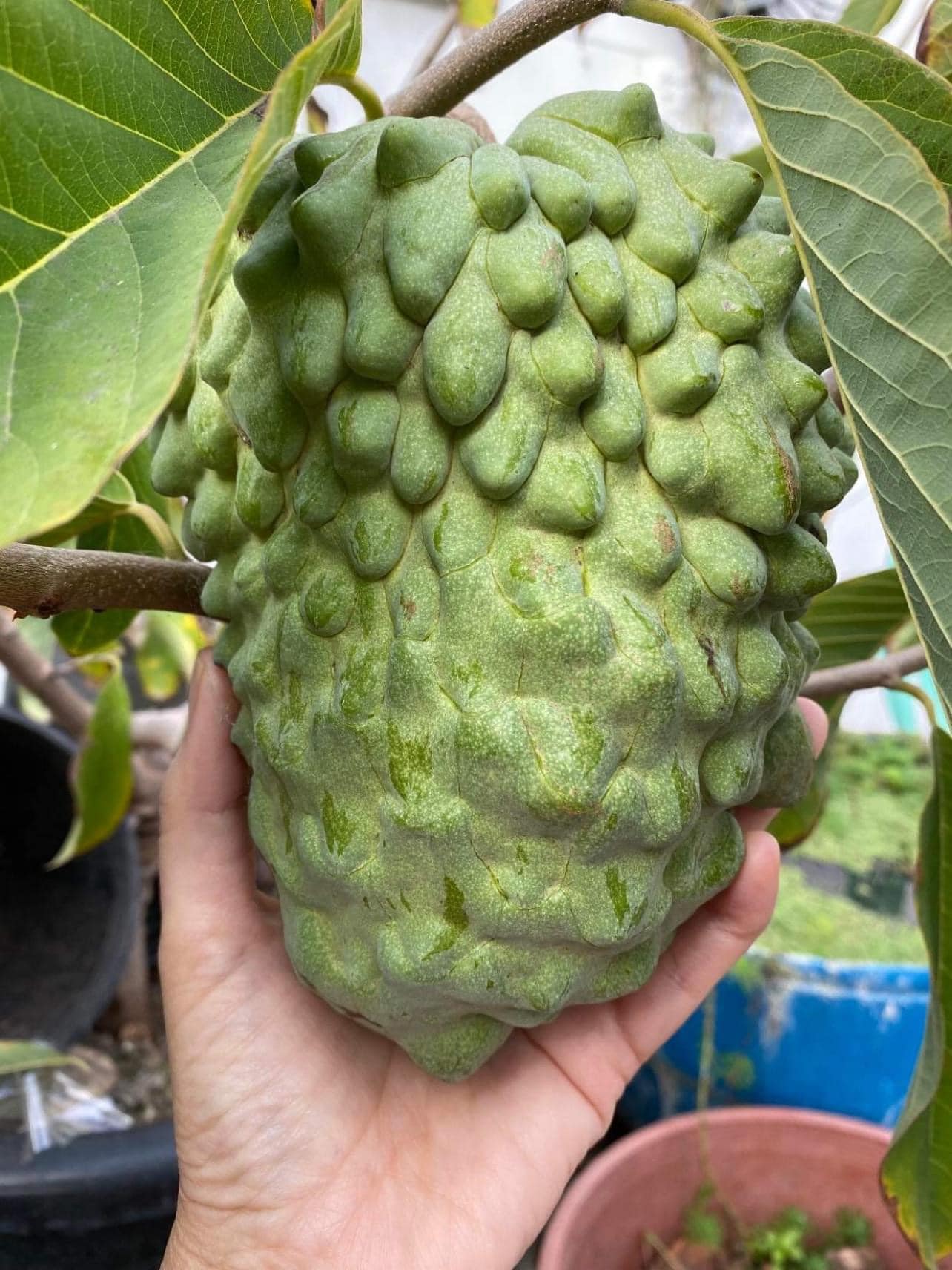 Atemoya African Pride - 1 fresh seed / 1 frischer Samen