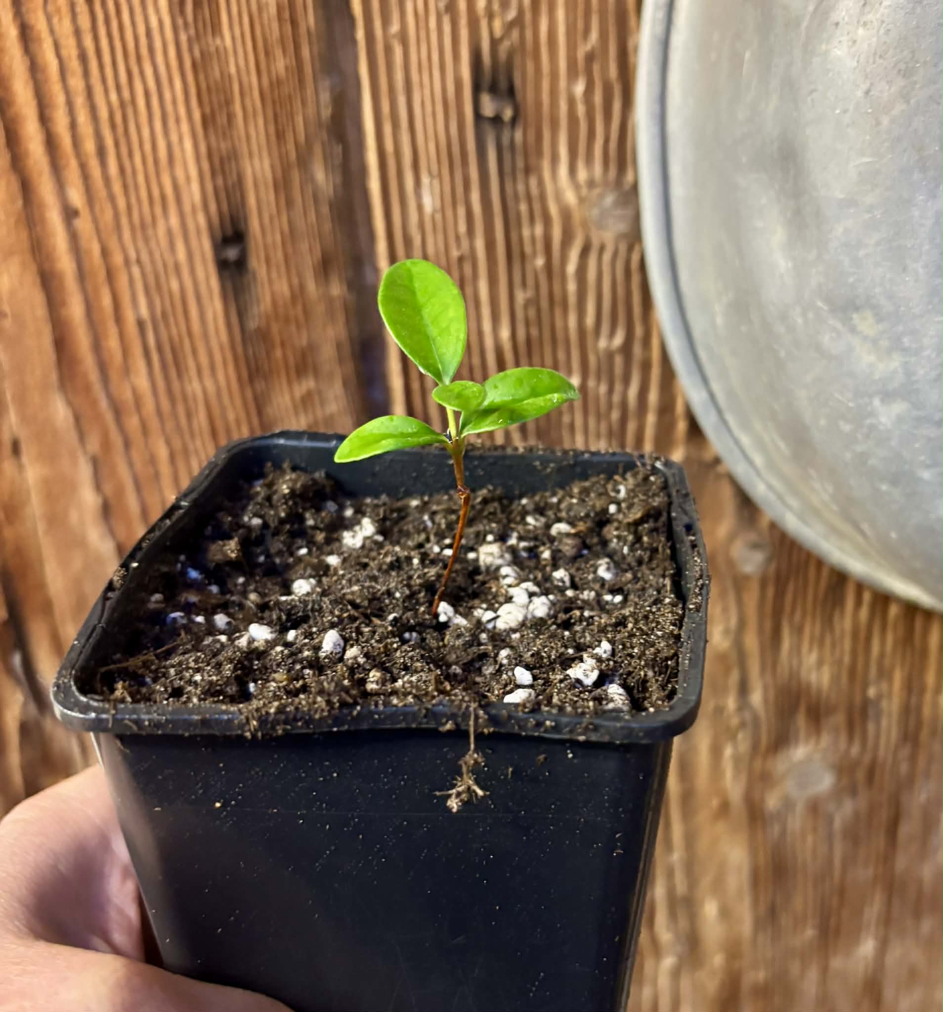 Eugenia reinwardtiana - Cedarbay Cherry -  1 potted seedling / 1 getopfter Sämling