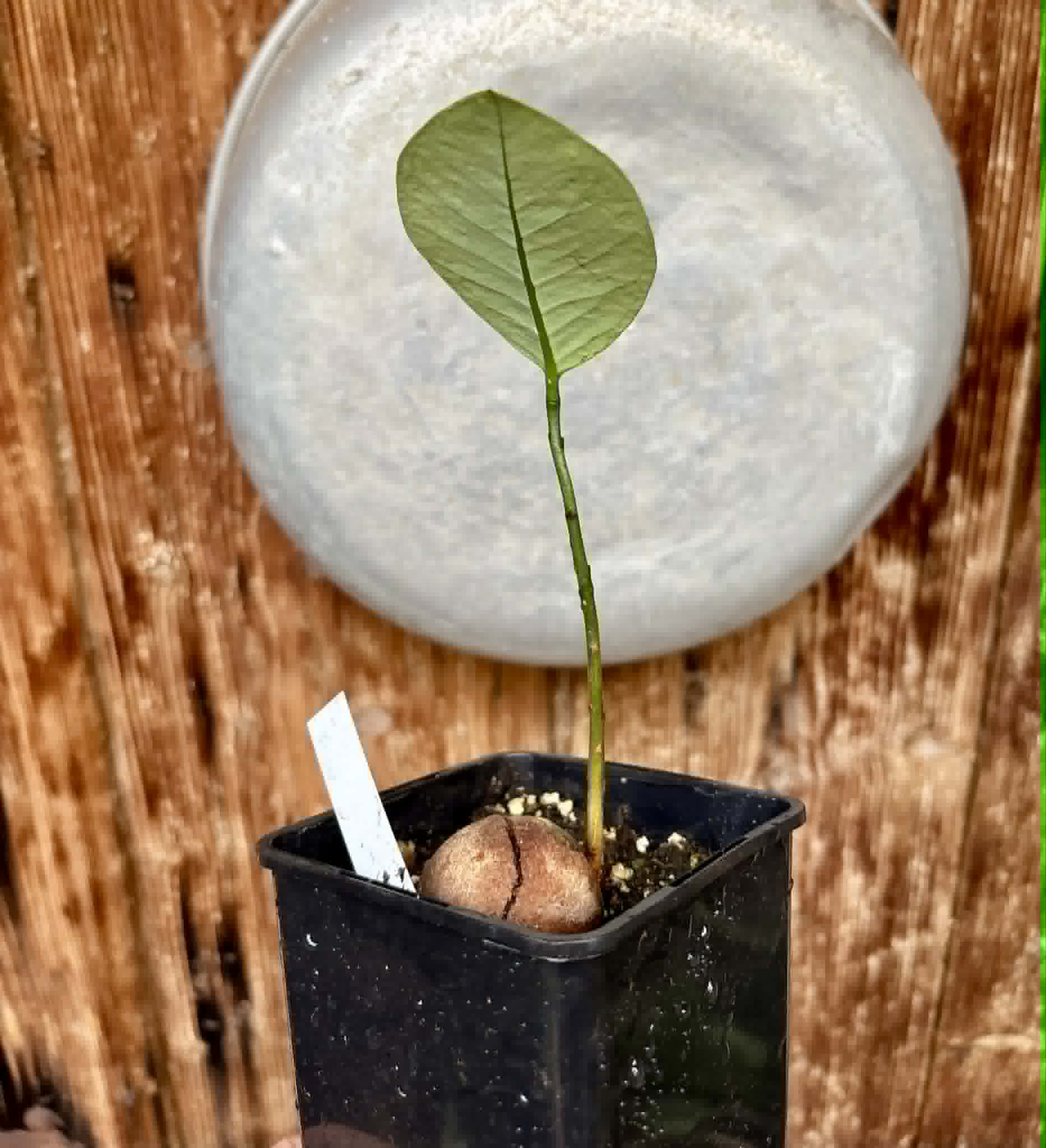 Eugenia sp Laranja Camamu - 1 potted seedling / 1 getopfter Sämling