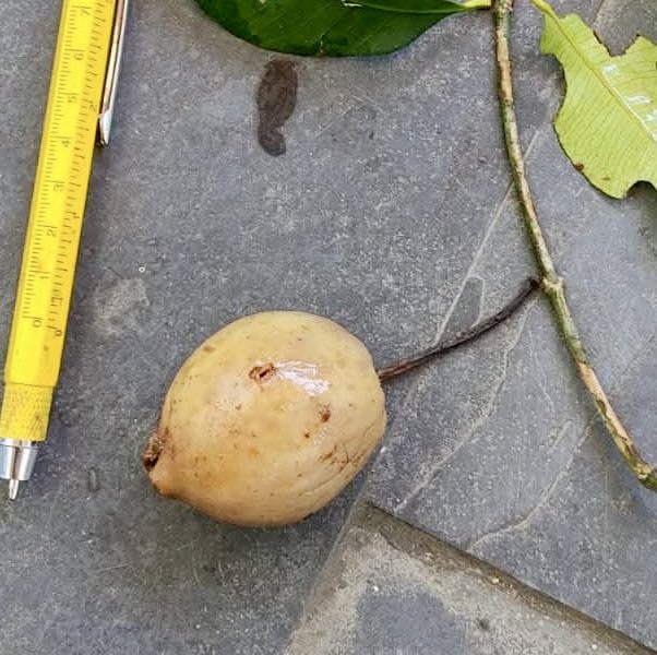 Garcinia gardneriana var. Pendula - 1 fresh seed / 1 frischer Samen