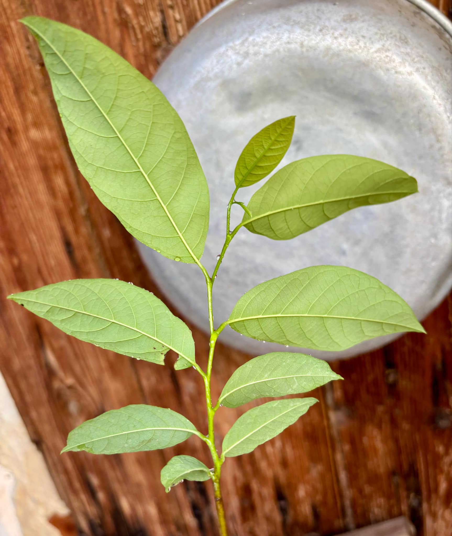 Annona neolaurifolia - 1 potted plant / 1 getopfte Pflanze