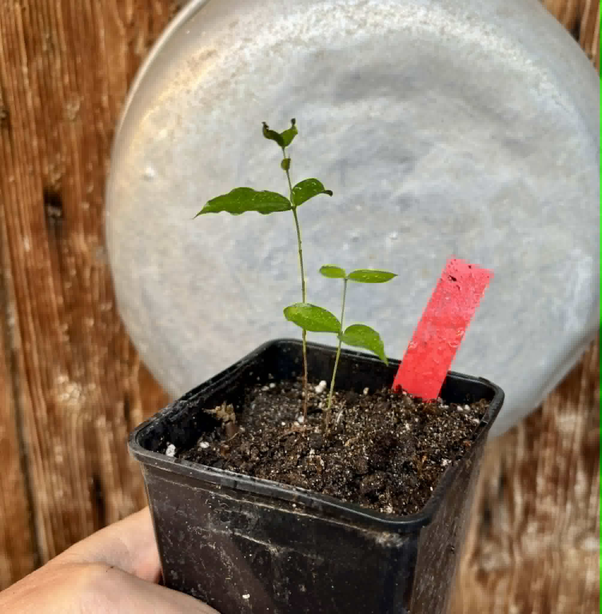 Plinia povedae - 1 potted seedling / 1 getopfter Sämling