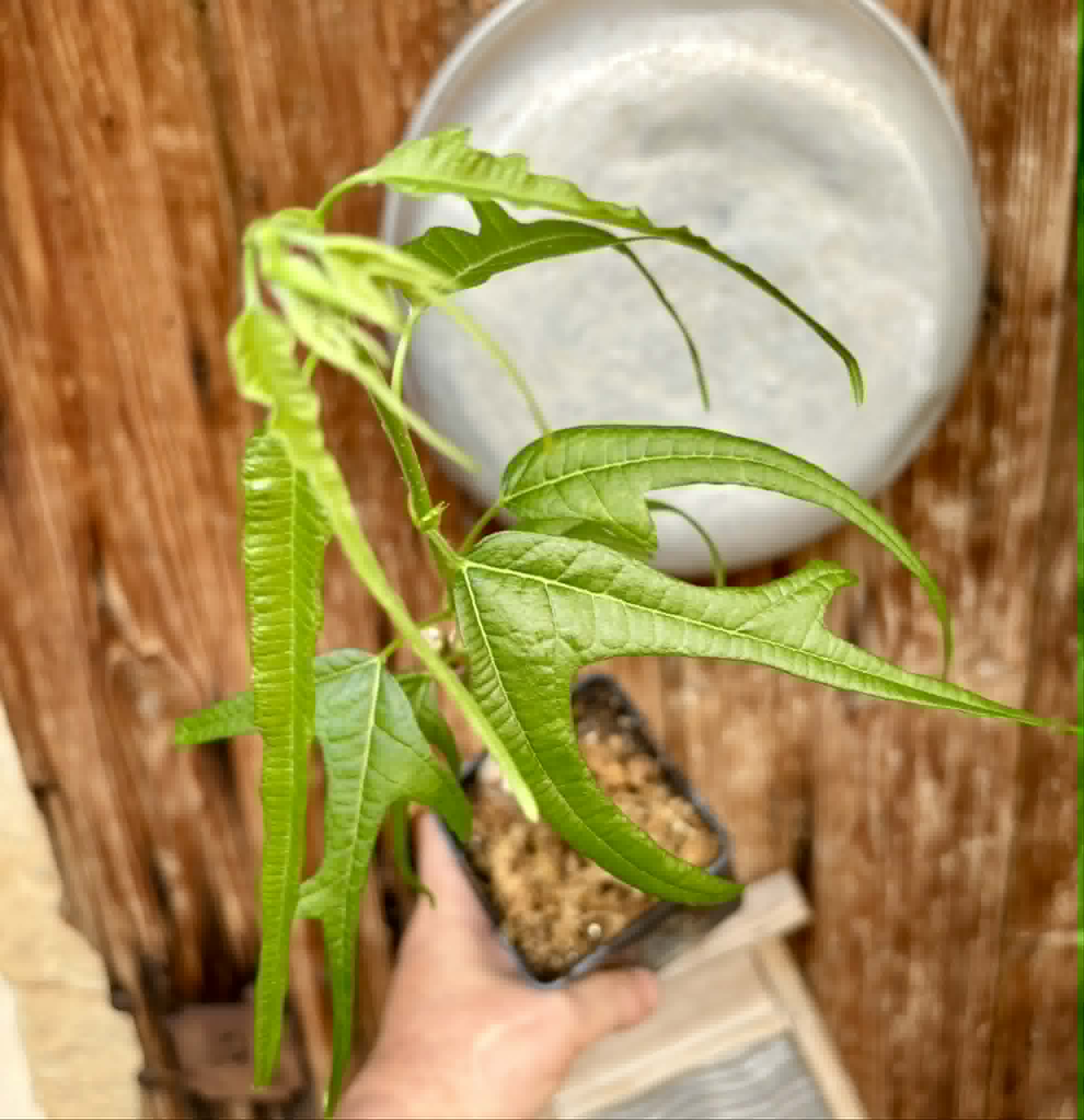Chicken Claw (Morus trilobata) - 1 grafted, potted plant / 1 veredelte, getopfte Pflanze