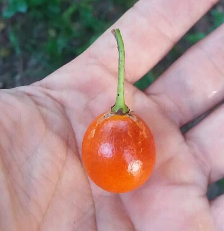 Macaranduba (Manilkara triflora) - 1 fresh seed / 1 frischer Samen