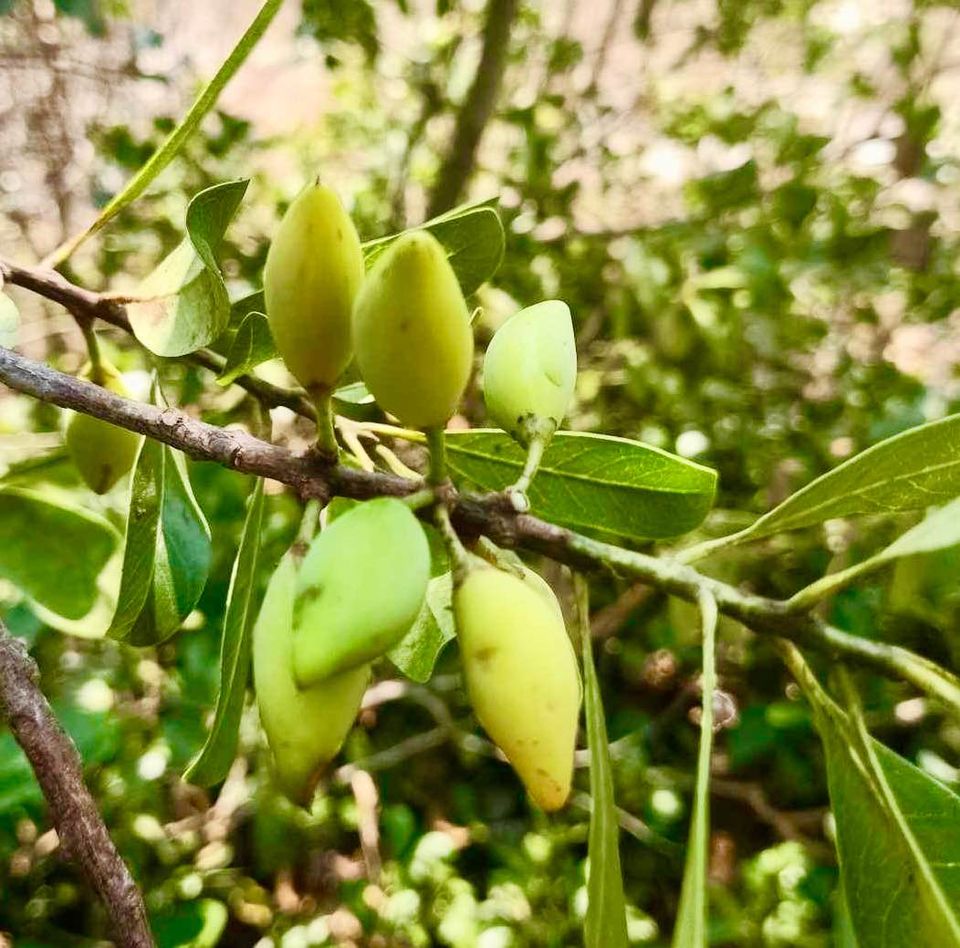 Madhuca thorelii - Mak Dauy Fruit -   1 germinated seed / 1 gekeimter Samen