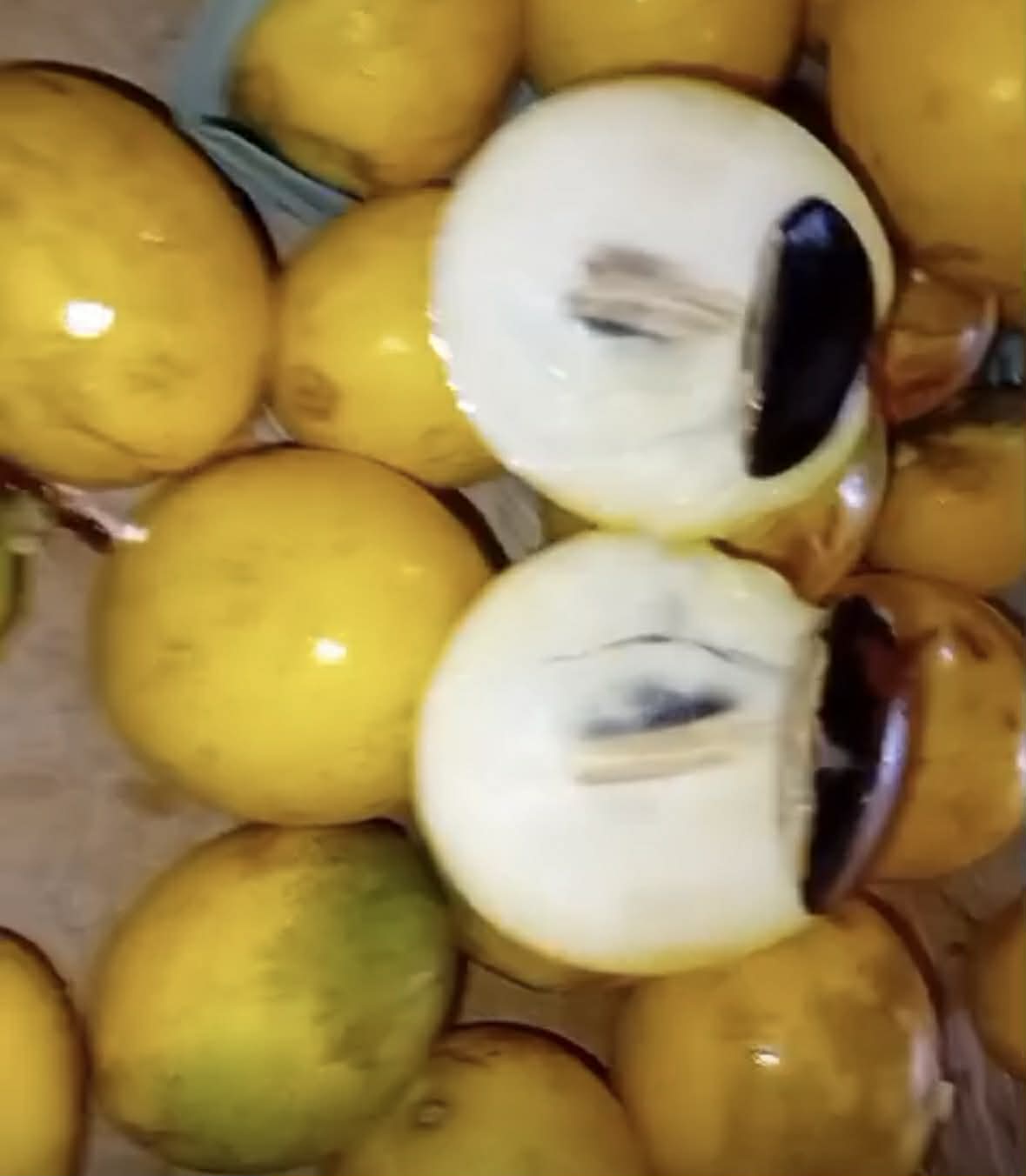 Chrysophyllum sp Abiu Rondonia - Rare exotic plant - Seltene exotische Pflanze