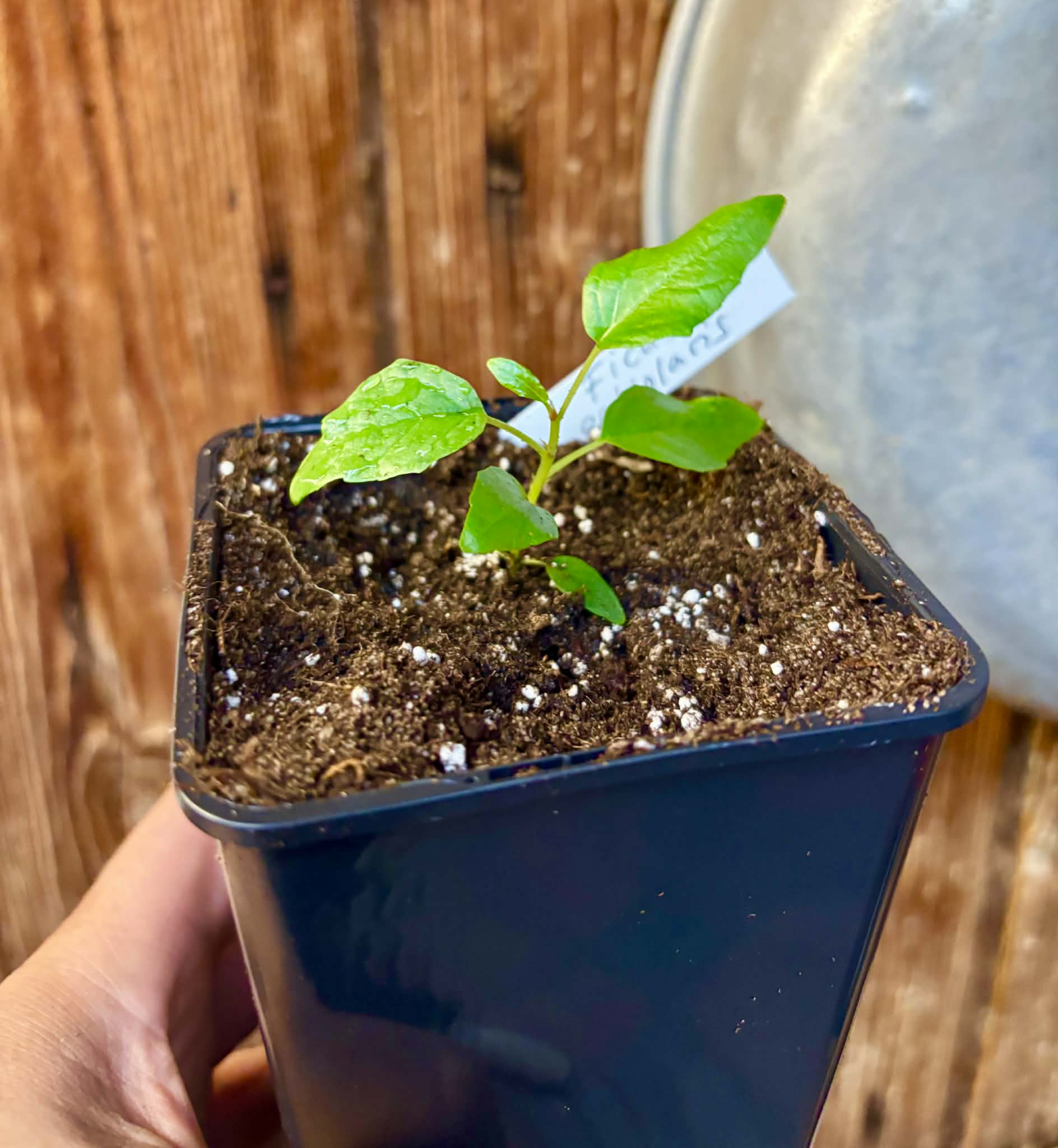 Ficus petiolaris - 1 potted seedling / 1 getopfter Sämling