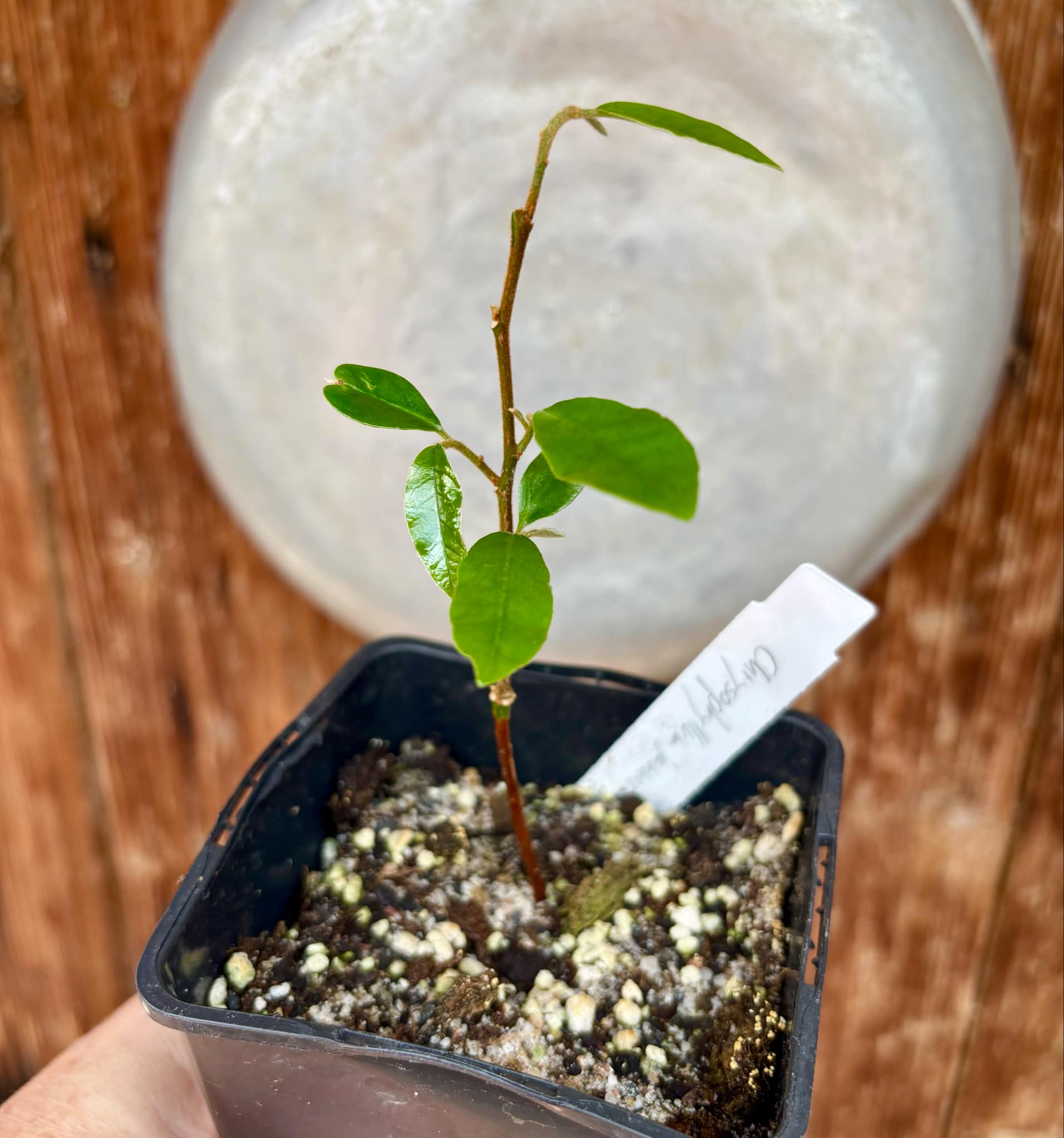 Chrysophyllum januariense - 1 small potted seedling / 1 kleiner, getopfter Sämling Chrysophyllum januariense - 1 small potted seedling / 1 kleiner, getopfter Sämling