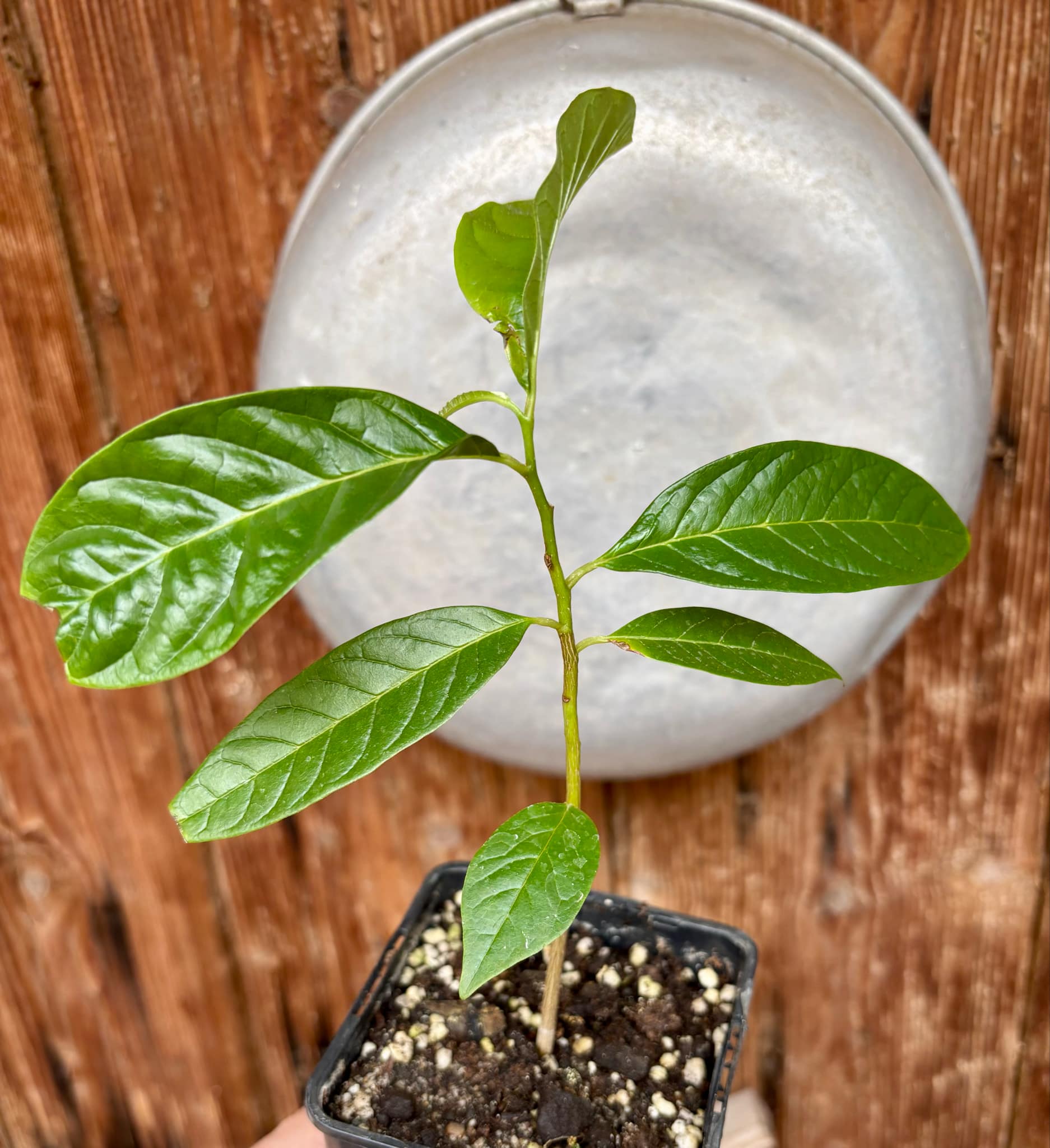 Annona reticulata big pink-red variety - 1 potted plant / 1 getopfte Pflanze