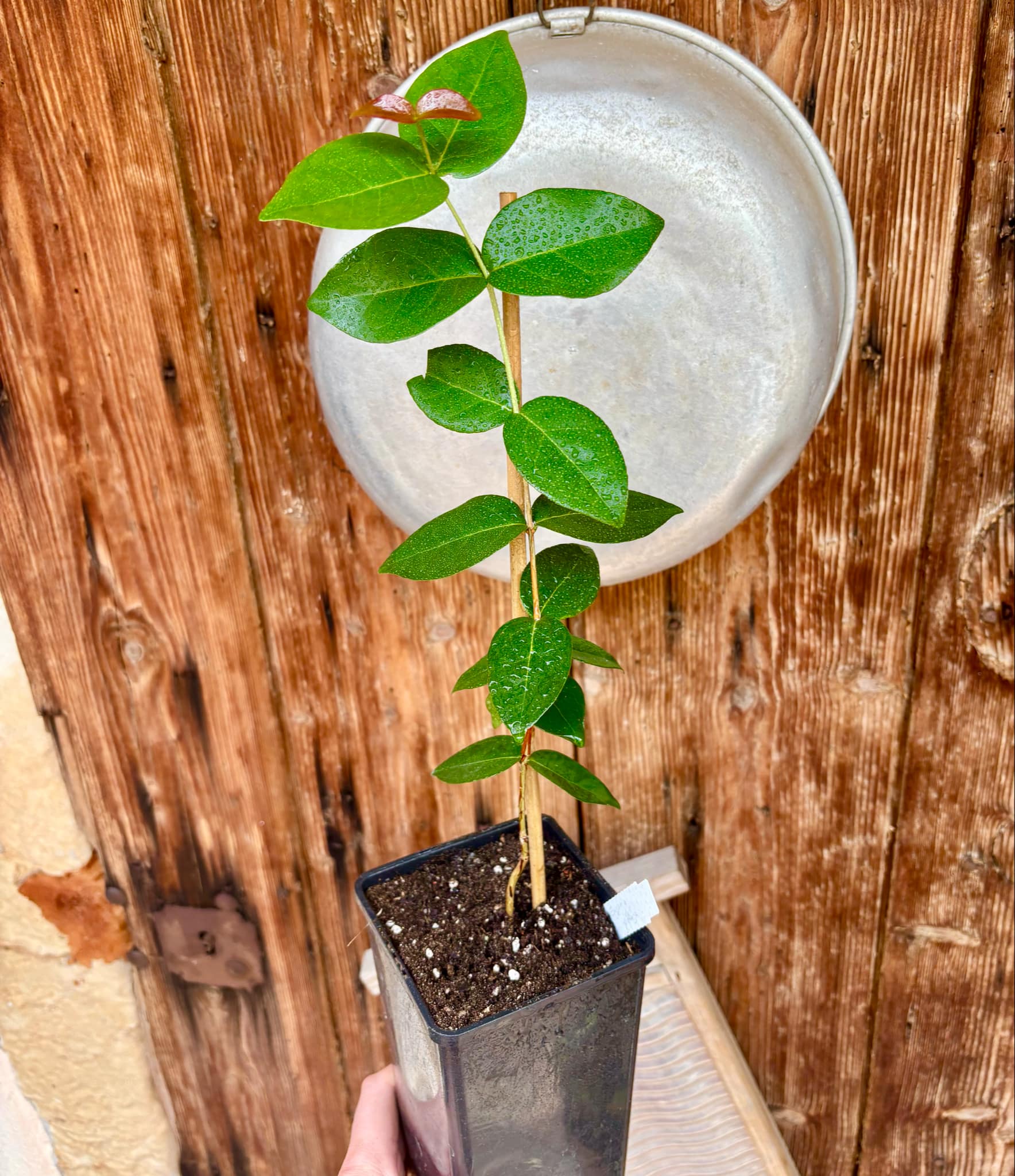 Eugenia pitanga - 1 potted plant / 1 getopfte Pflanze