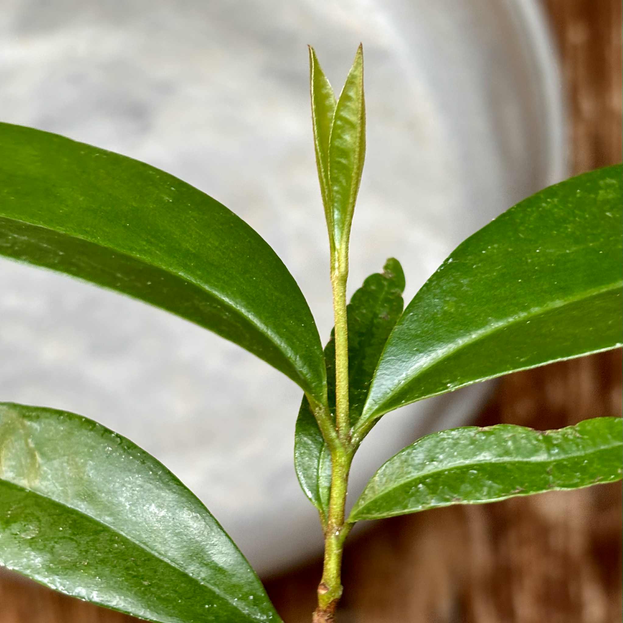 Eugenia sp Cereja Grande da Bahia - 1 potted plant / 1 getopfte Pflanze