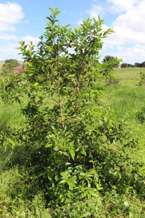 Pre Order - Guabiroba folha de maçã (Campomanesia malifolia) -  1 fresh seed / 1 frischer Samen