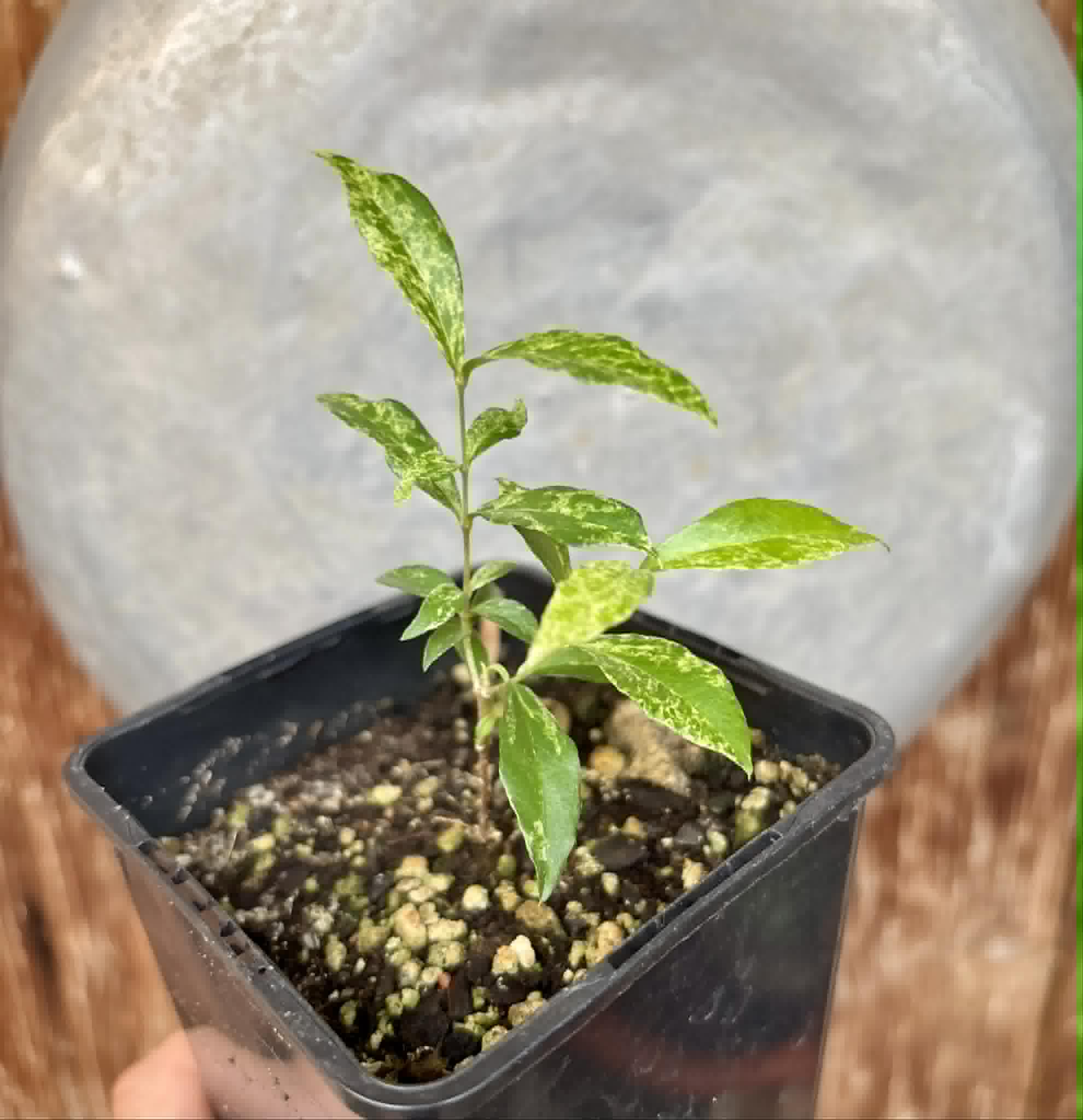 variegated Acerola (Malpighia glabra) rooted cutting - 1 potted rooted cutting / 1 getopfter, bewurzelter Steckling