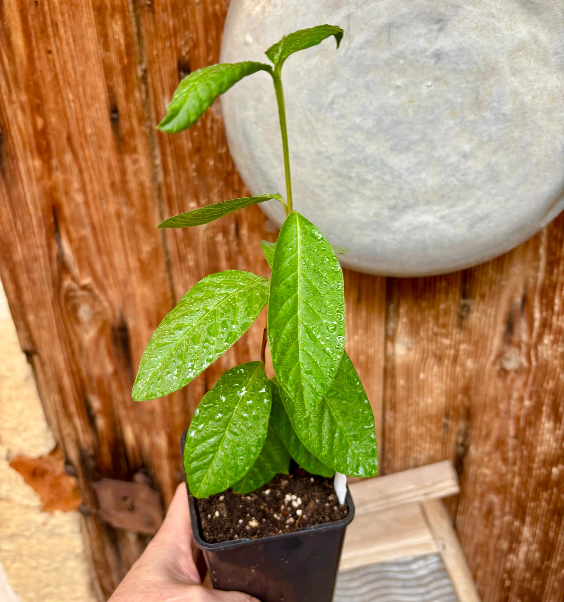 Psidium guajava - Peach - 1 potted plant / 1 getopfte Pflanze