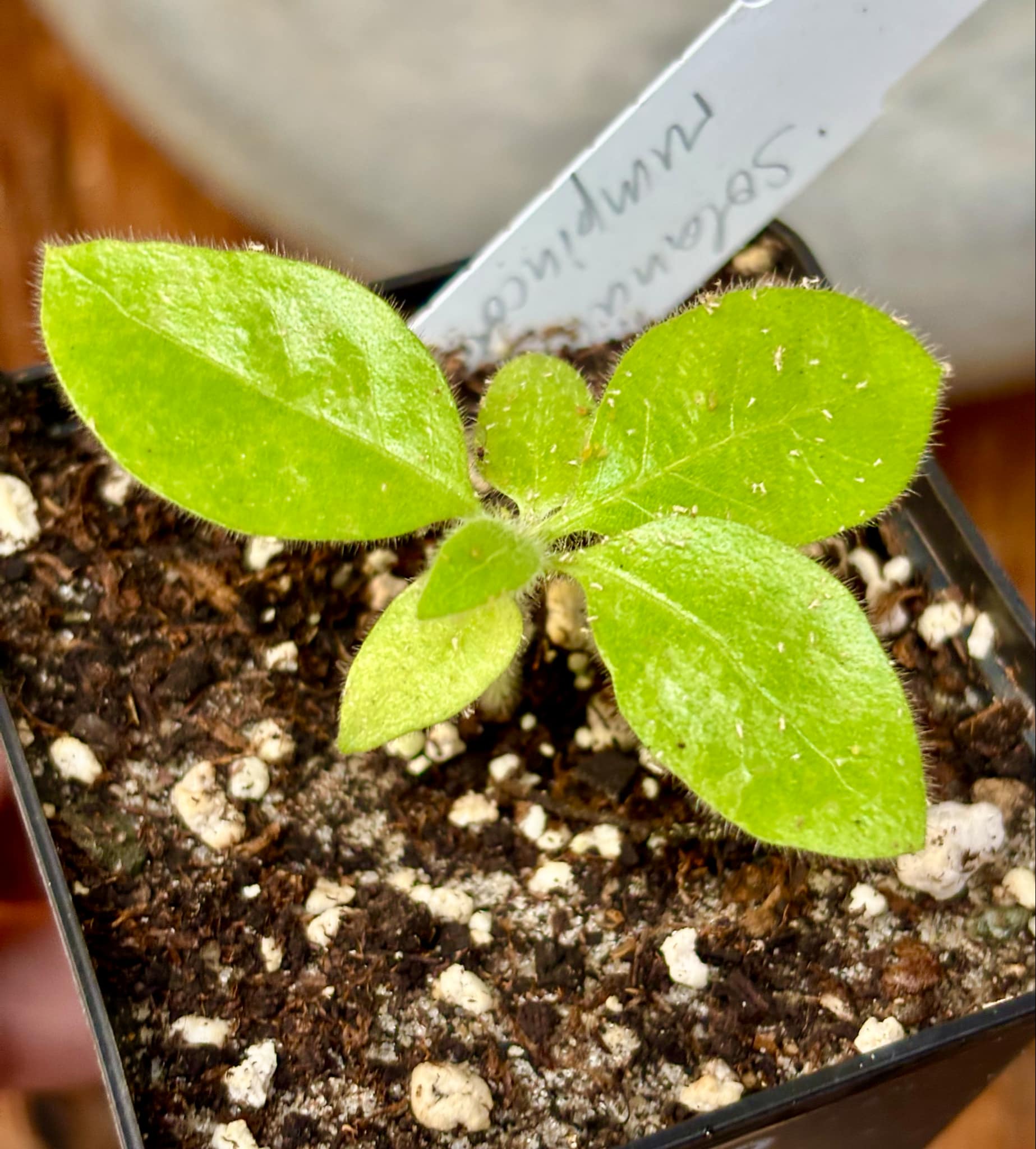 Solanum rumpincola - 1 small potted seedling / 1 kleiner, getopfter Sämling