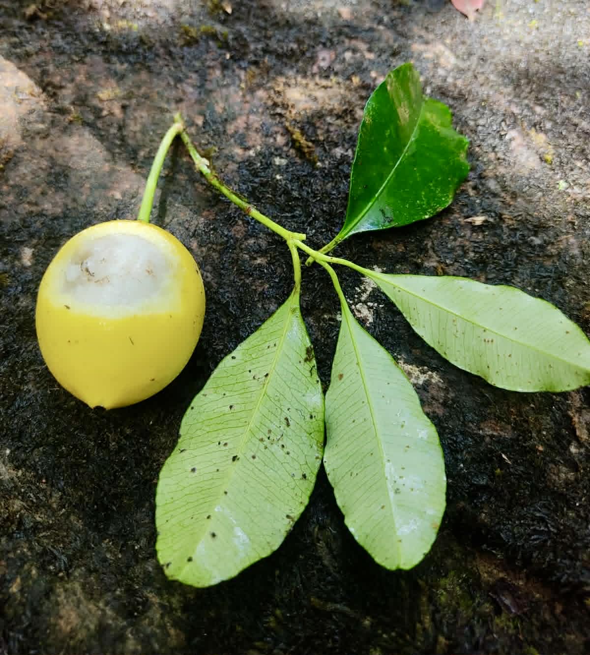 Pre Order - Garcinia sp Pendula - 1 fresh seed / 1 frischer Samen