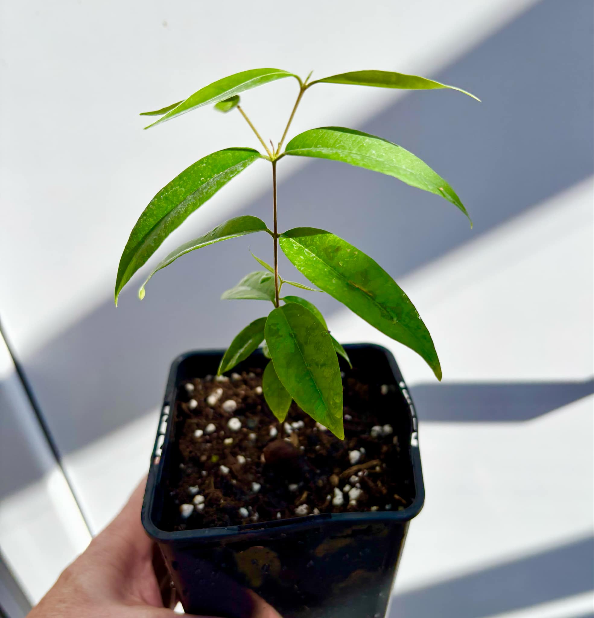 Uvaia do Visconde (Eugenia beaurepairiana) - 1 small potted seedling / 1 kleiner, getopfter Sämling