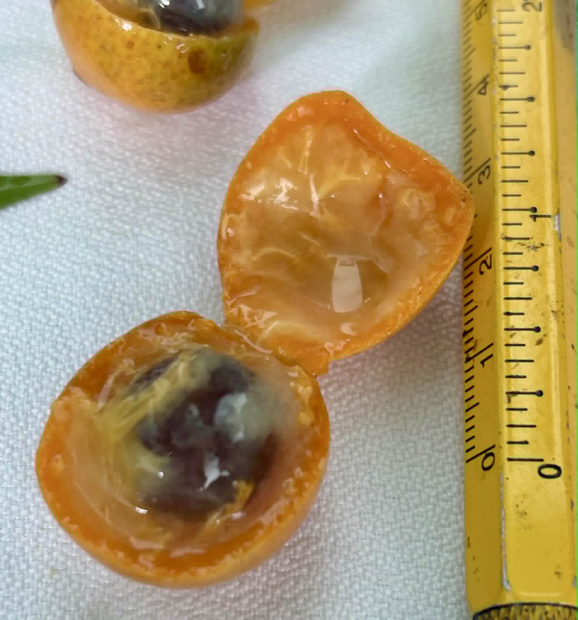 Pre Order - Myrciaria sp Uvaiana - 1 fresh seed / 1 frischer Samen