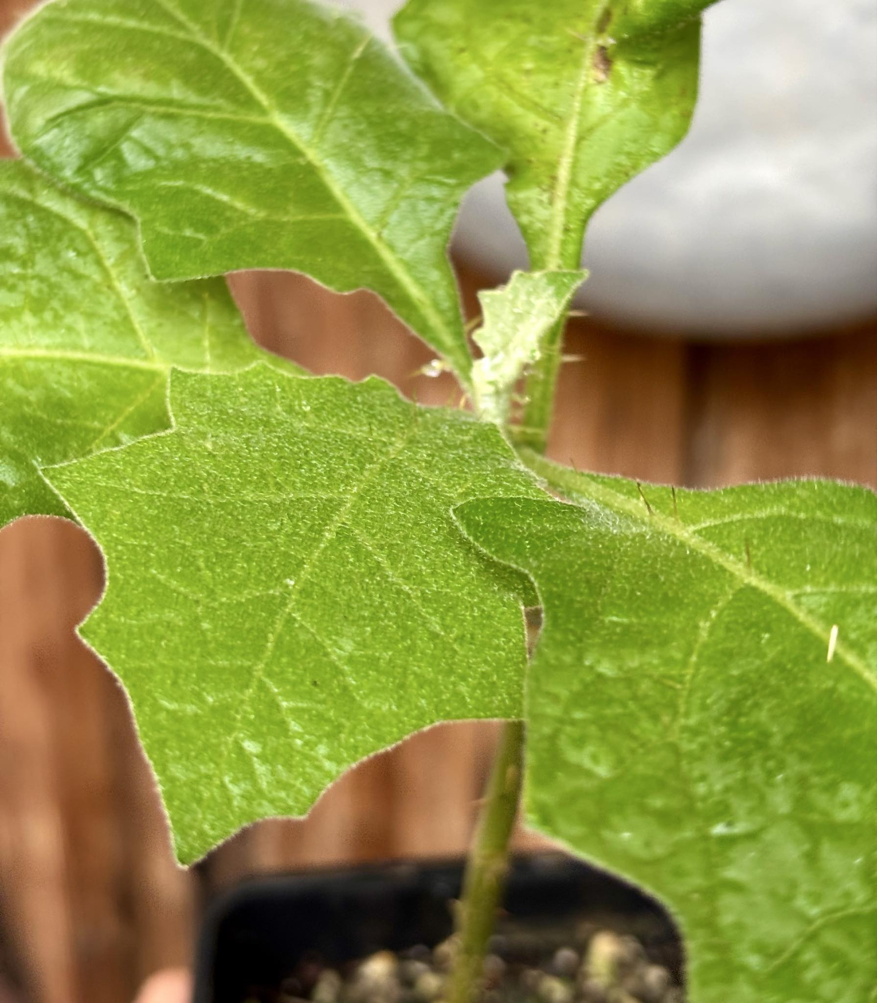 Juã-Açu - Solanum oocarpum - 1 potted plant / 1 getopfte Pflanze