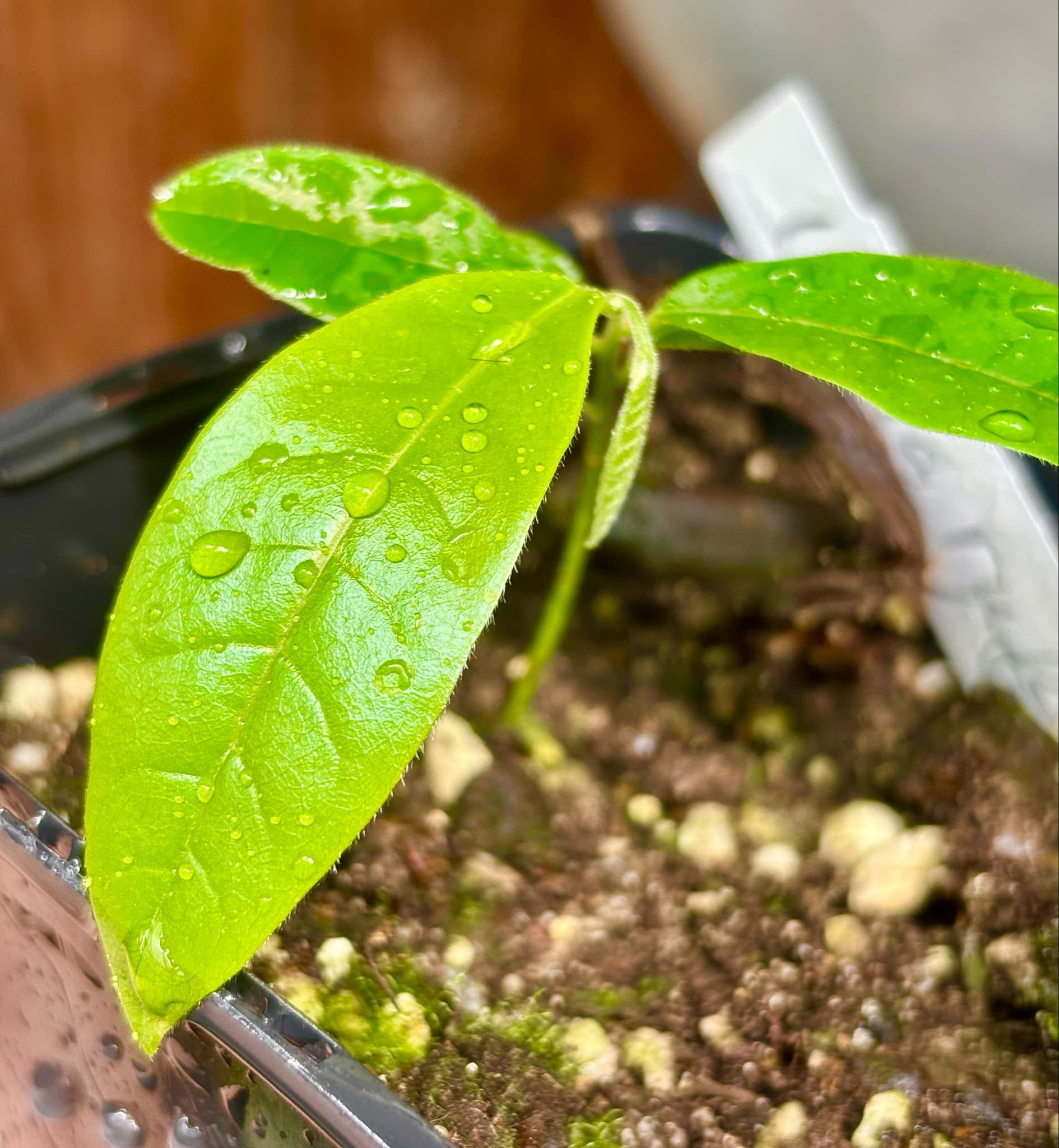 Uvaria rufa -  1 potted plant / 1 getopfte Pflanze
