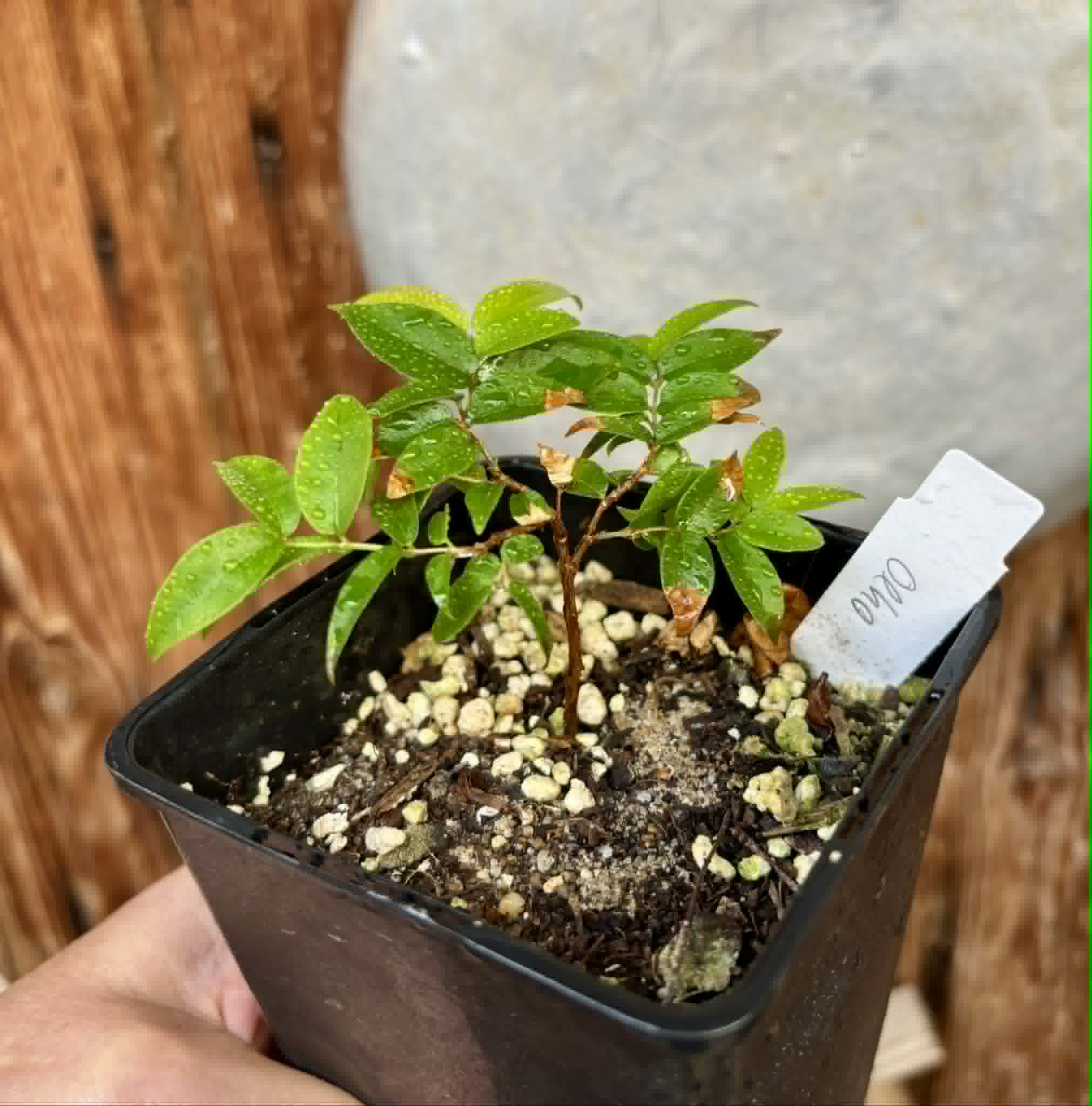 Plinia coronata var. Olho de Boi Seleção - 1 potted seedling / 1 getopfter Sämling