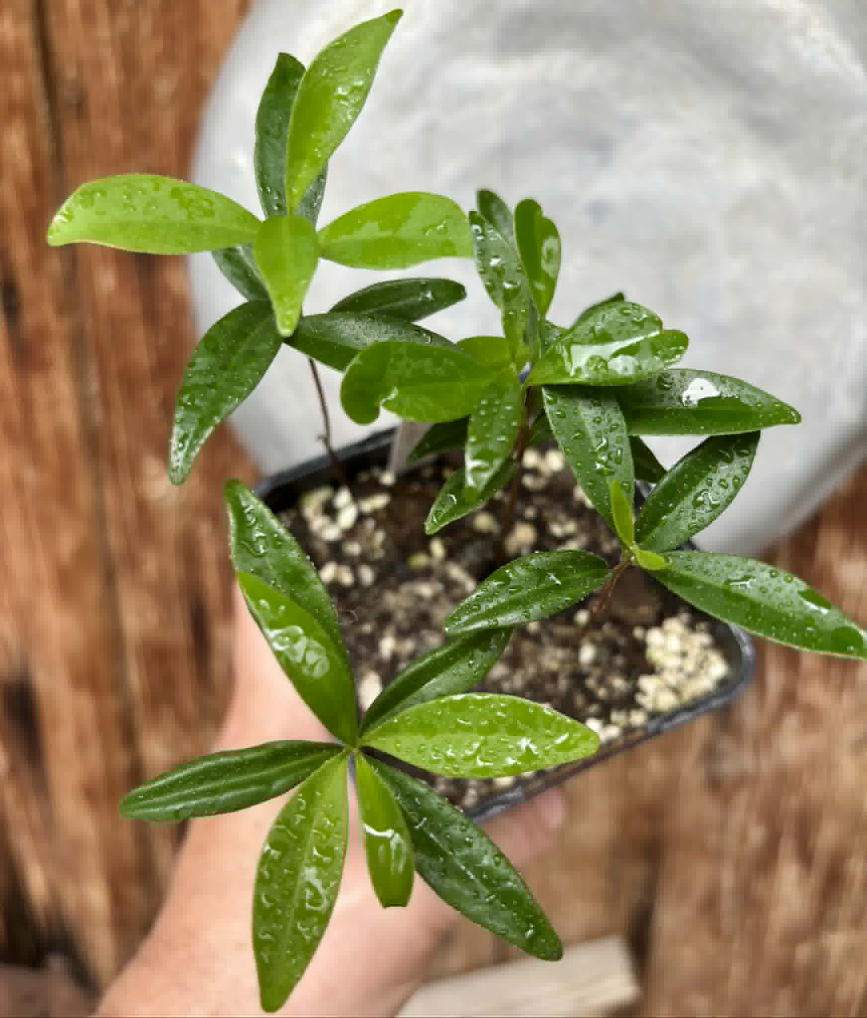 5 in 1 pot - Eugenia punicifolia - 5 seedlings in one pot / 5 Sämlinge in einem Topf