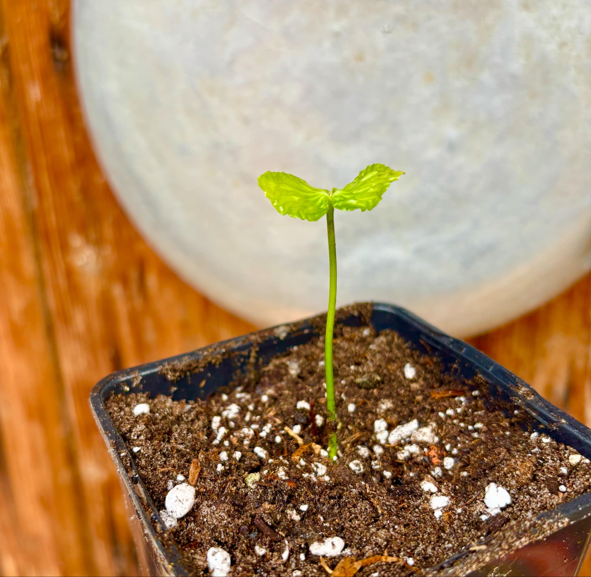 Tringuapa (Geissospermum laeve)  - 1 small potted seedling / 1 kleiner, getopfter Sämling