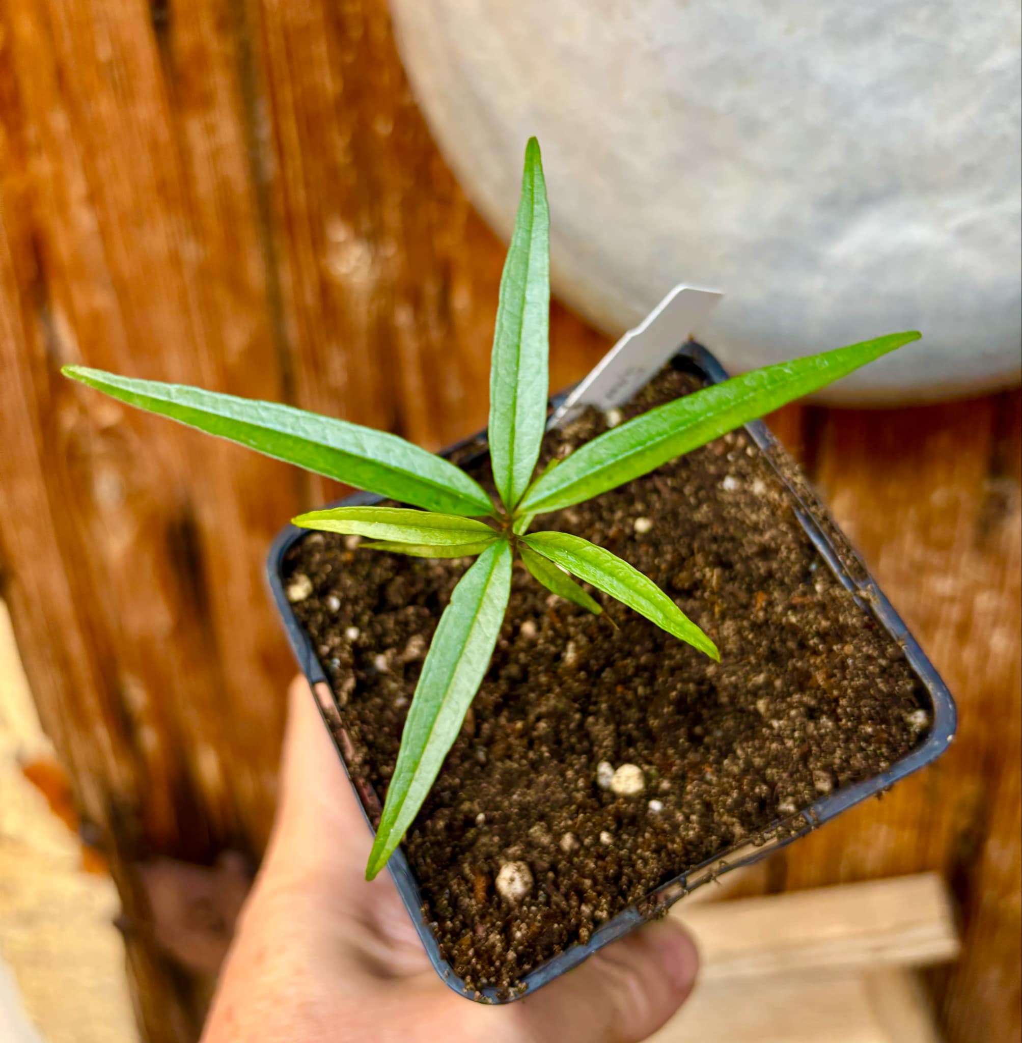Eugenia pruniformis - Ameixa da Preta - 1 potted plant / 1 getopfte Pflanze