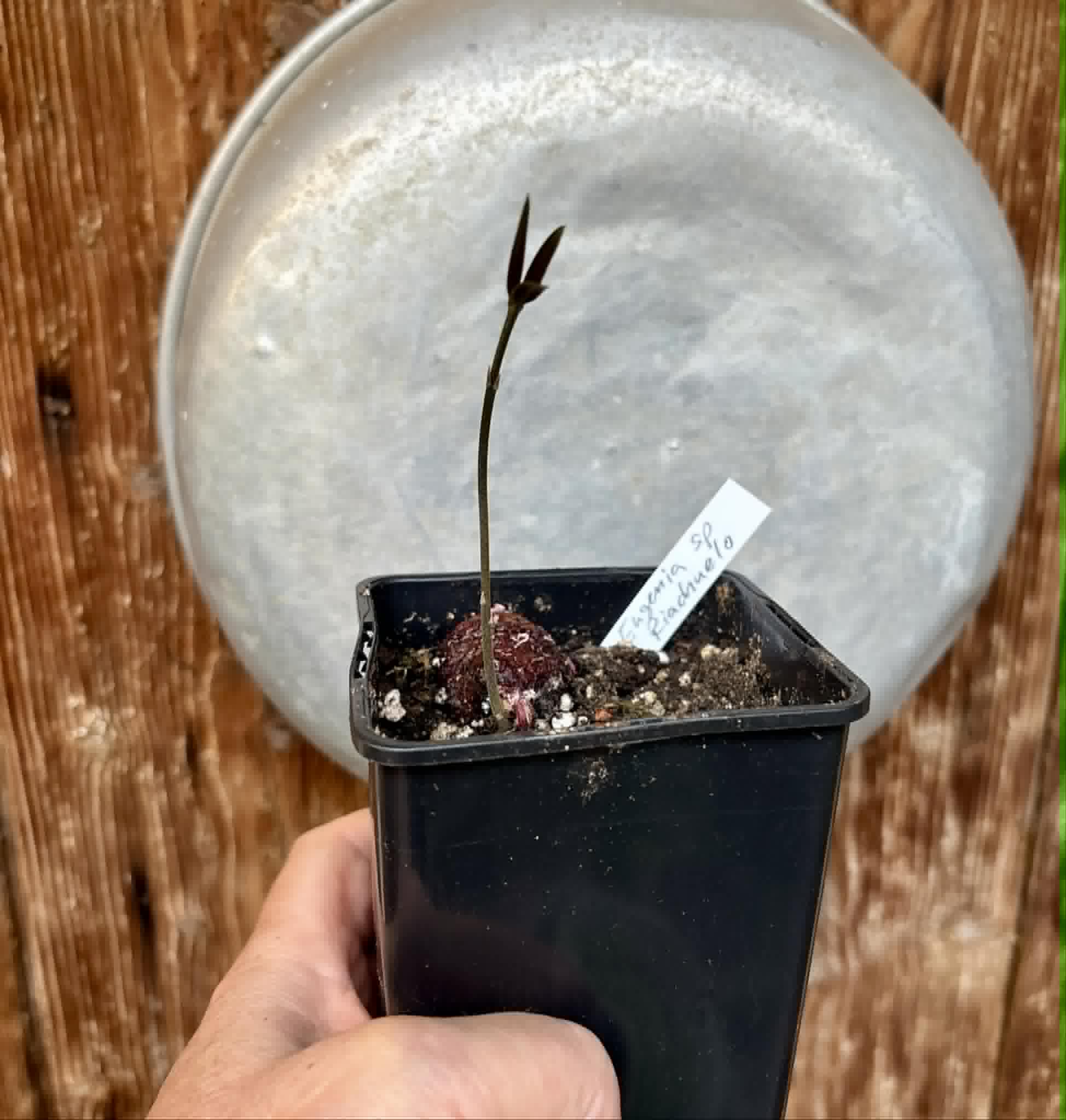 only 1 available - Eugenia sp Riachuelo -  1 potted seedling / 1 getopfter Sämling