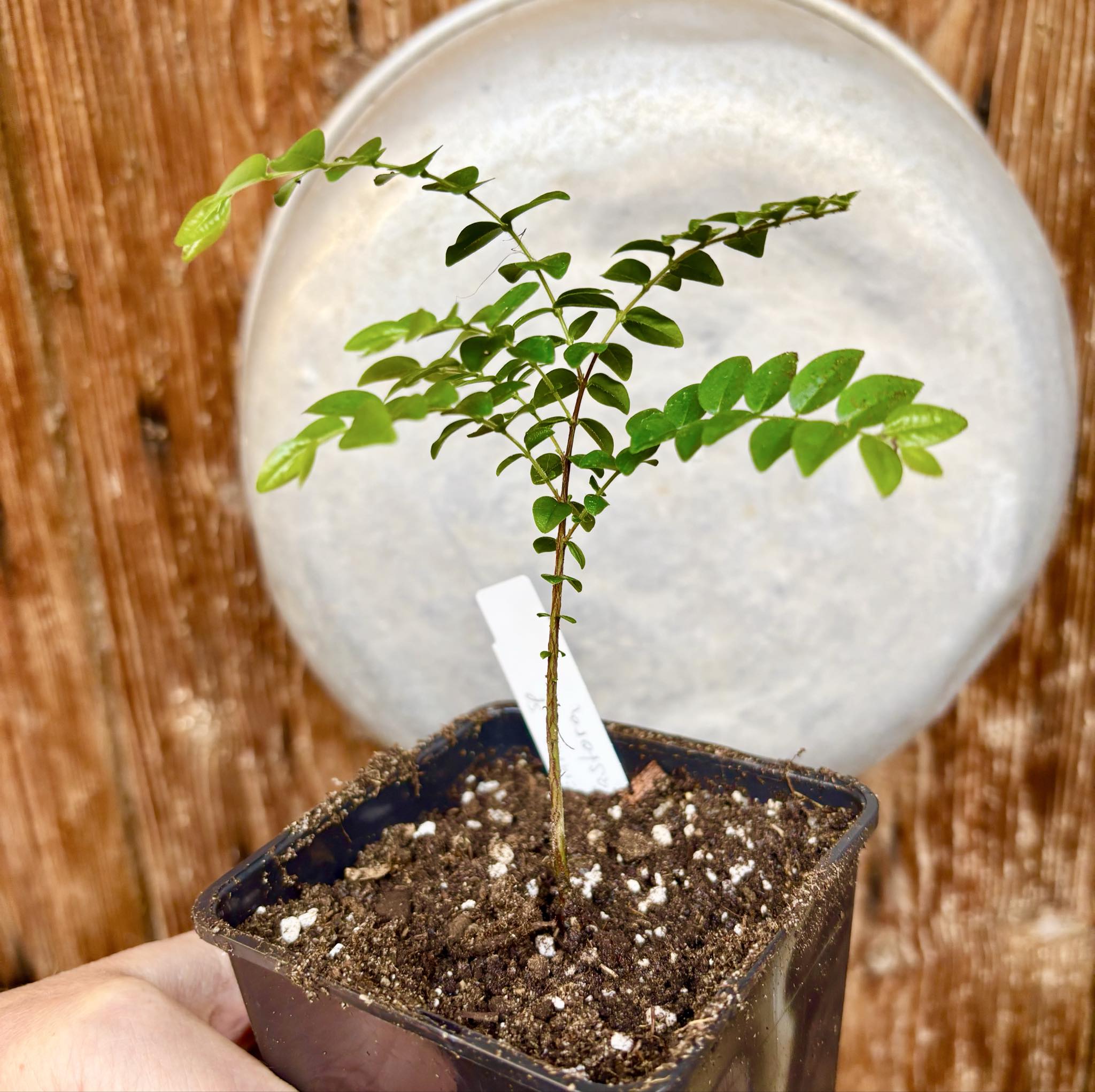 Myrciaria sp Pastora - 1 potted seedling / 1 getopfter Sämling