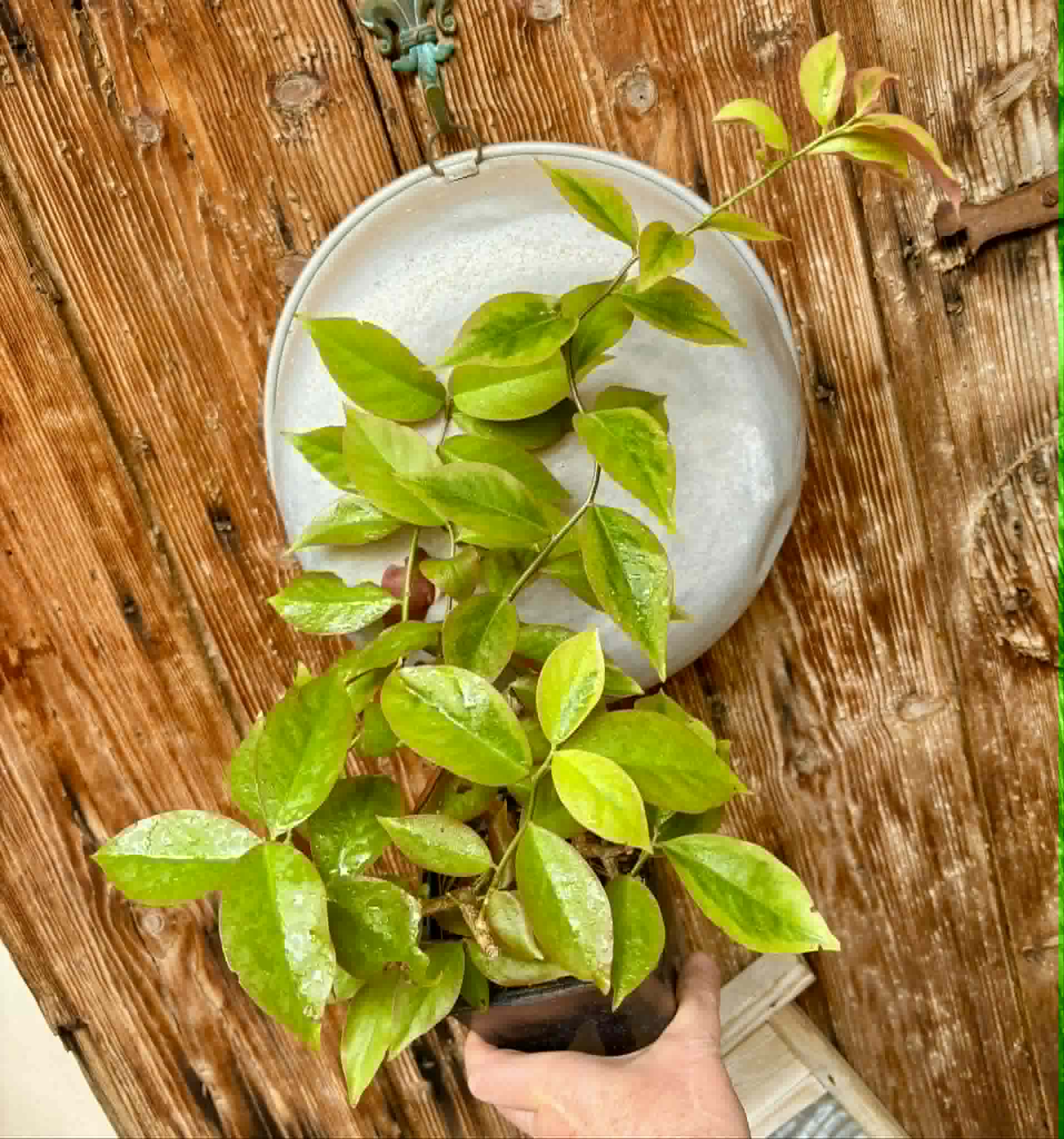bigger plant - Variegata Barbados Gooseberry - (Pereskia aculeata) - 1 potted plant / 1 getopfte Pflanze