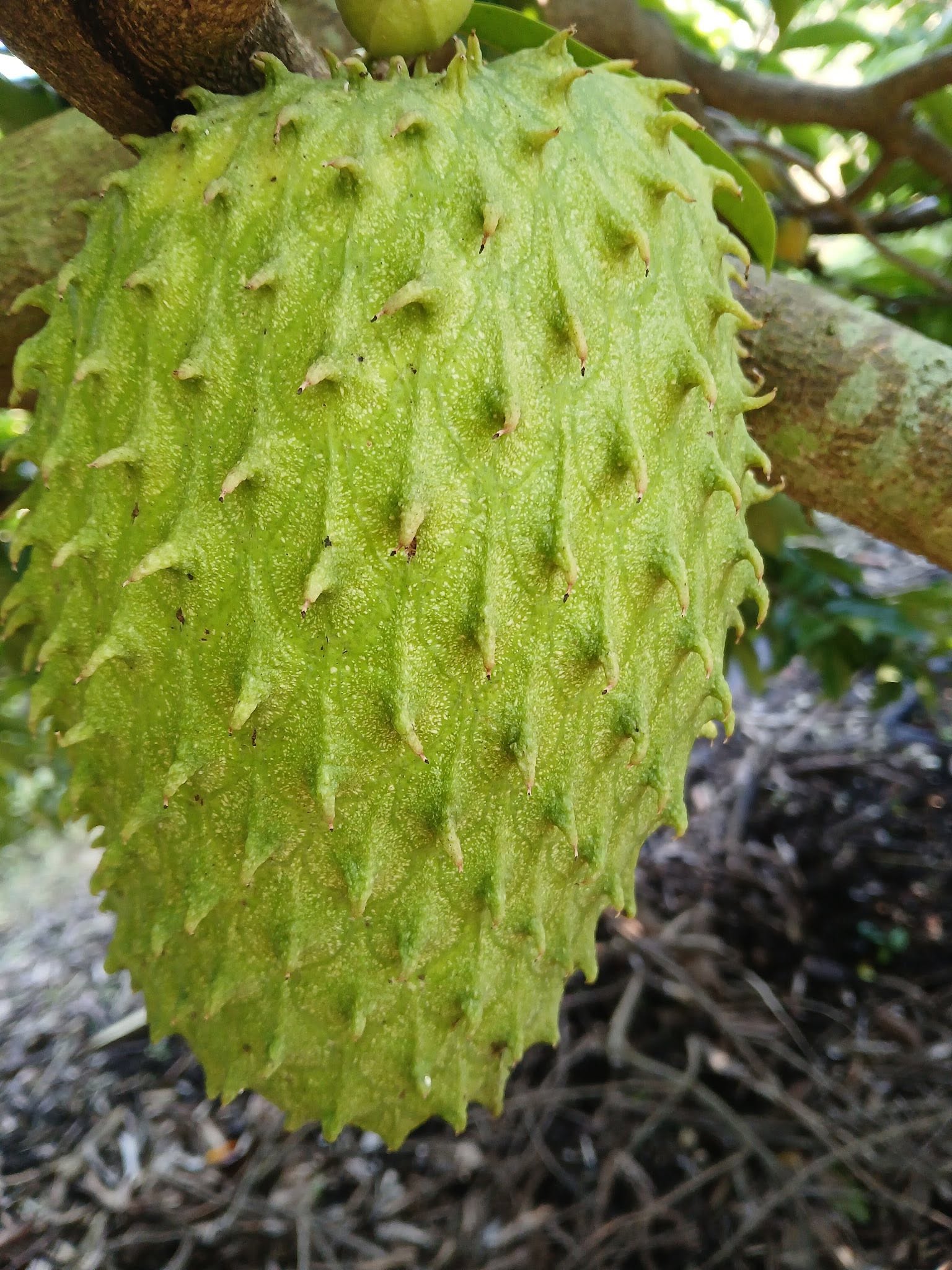 Annona muricata - Soursop / Stachelannone - 1 potted plant / 1 getopfte Pflanze